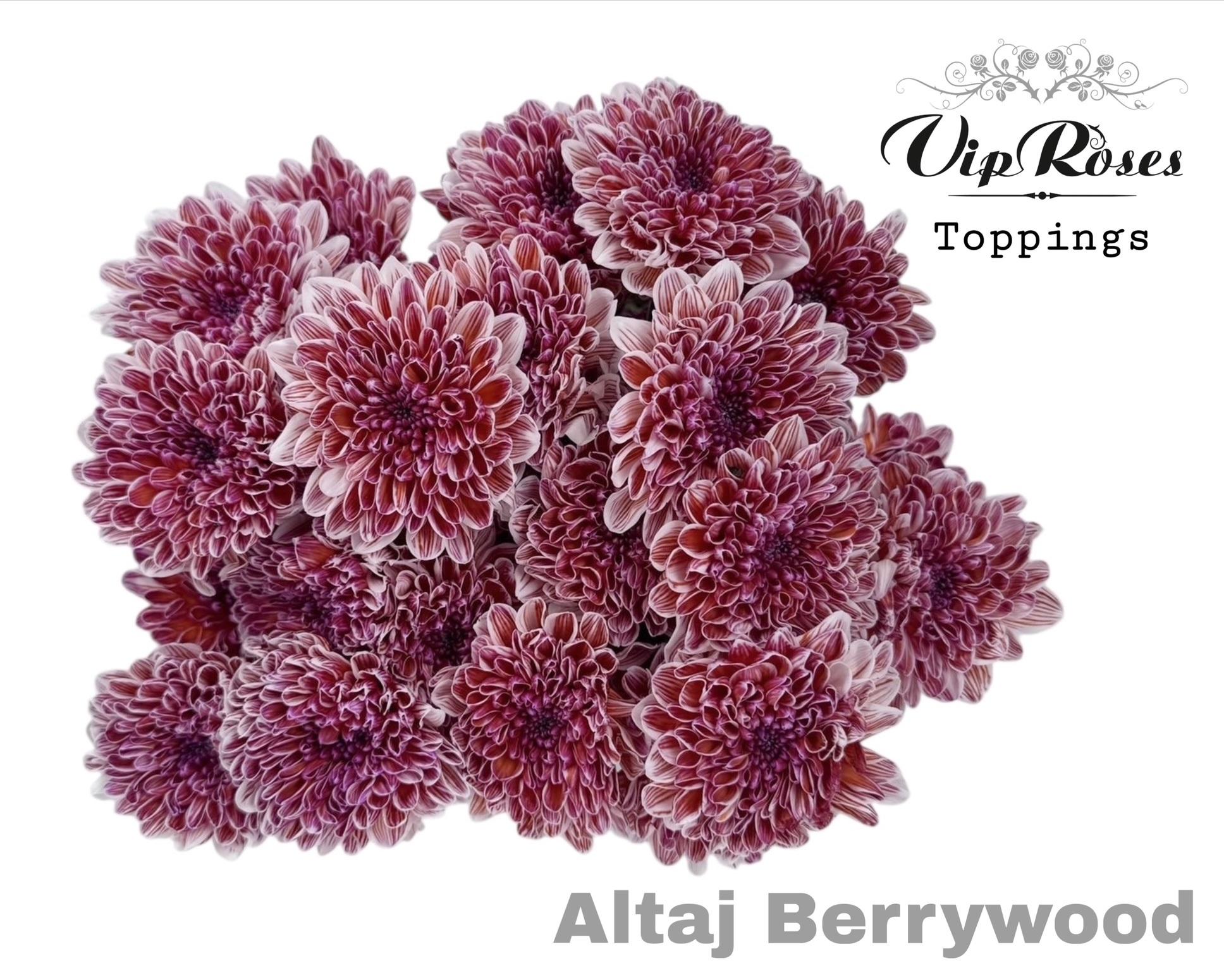 Chr T Altaj Berrywood 65 cm