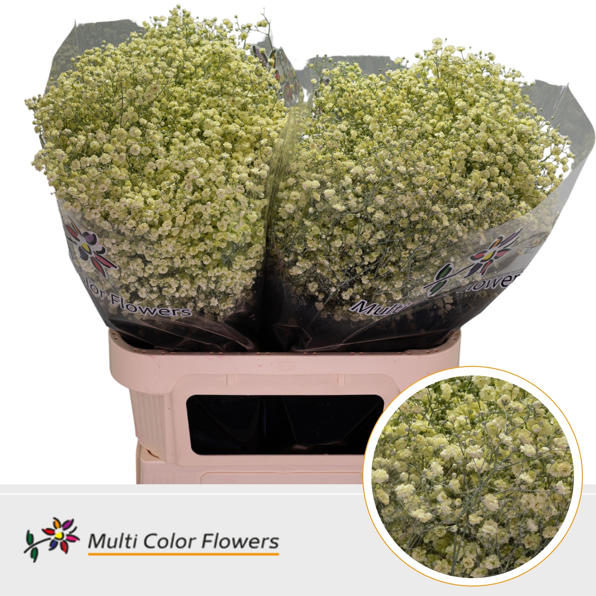 Gypsophila Painted Xlence Cream 80cm