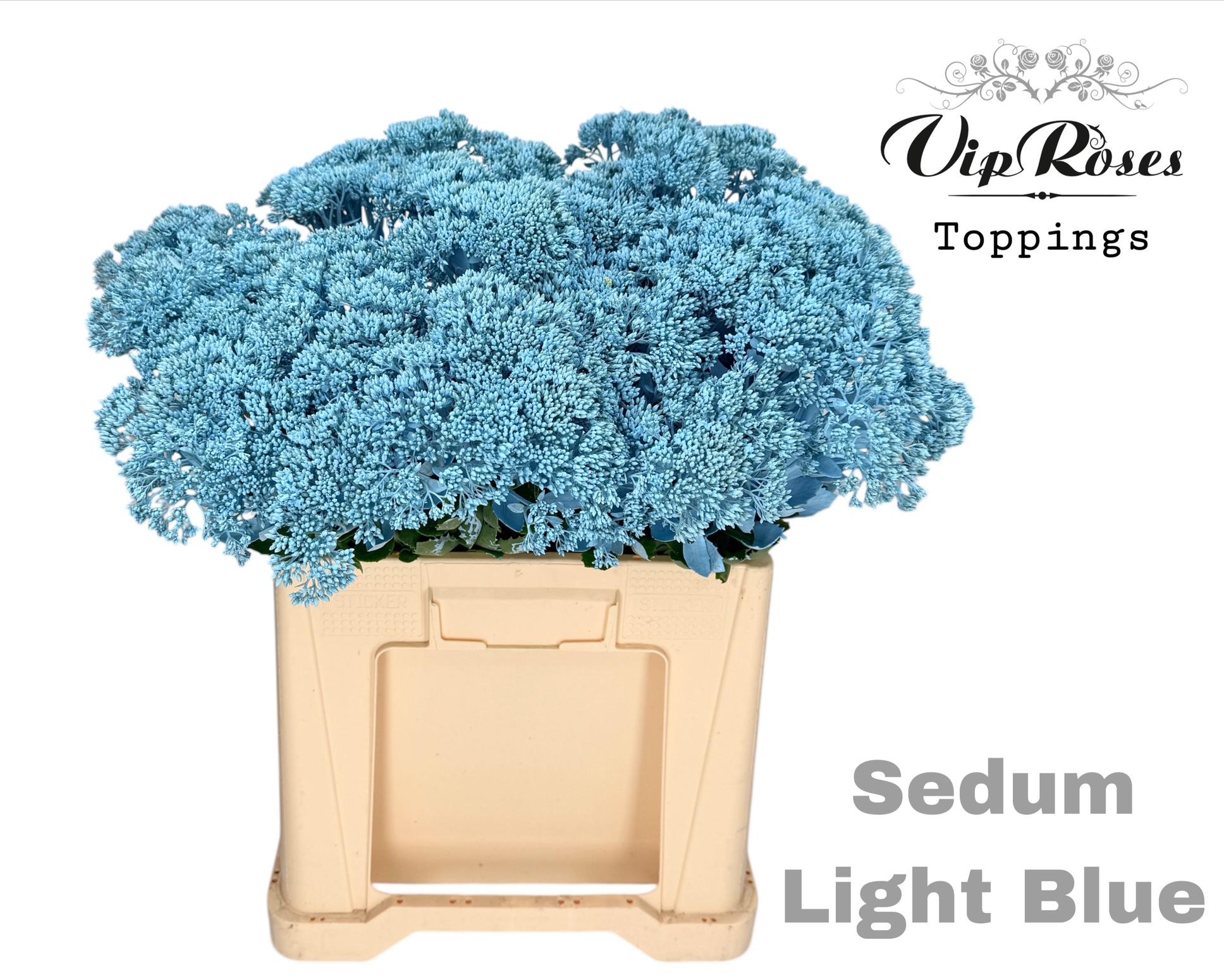 Sedum Light Blue 55 cm