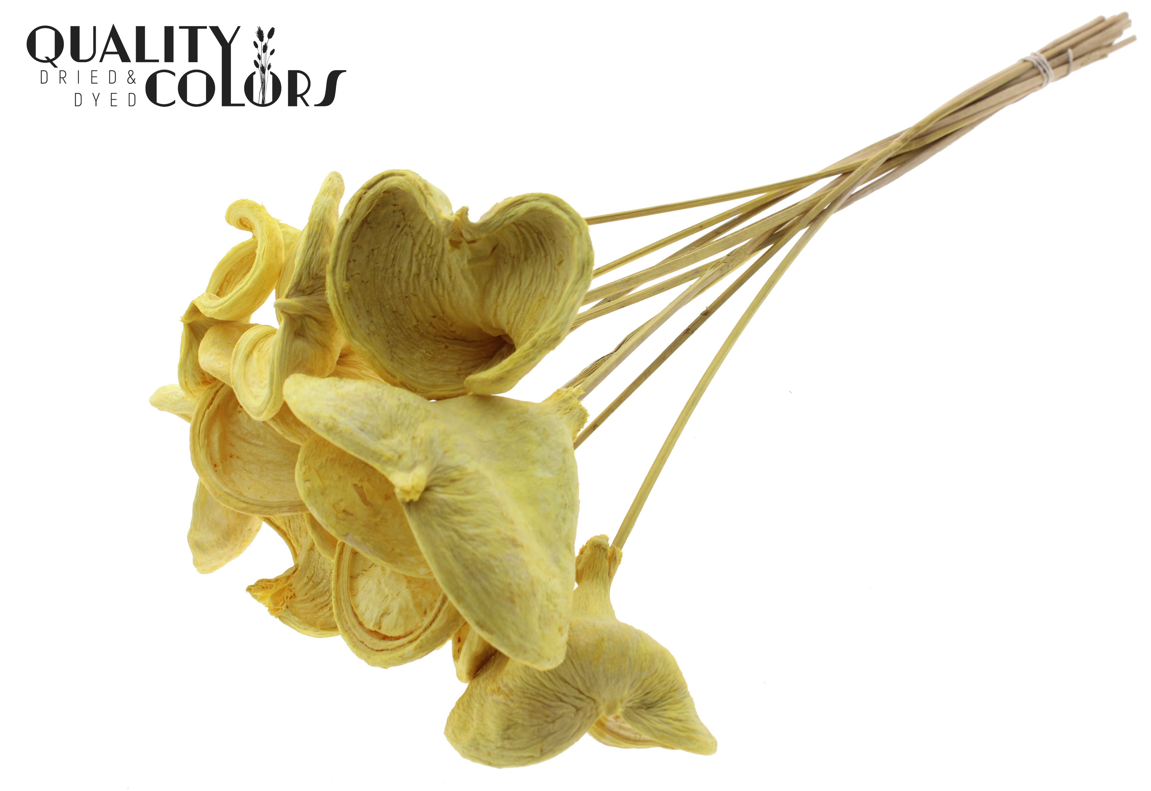 Badam Intense Yellow 50cm