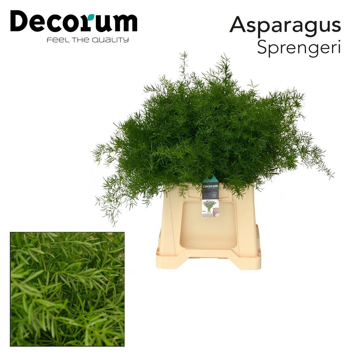Asp Dens Sprengeri