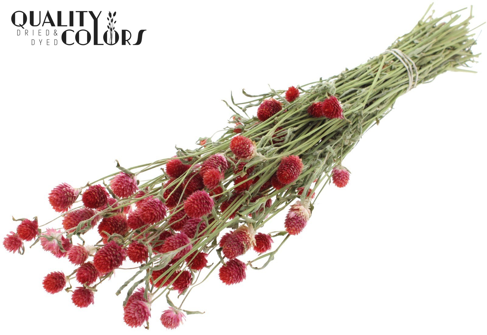 Gomphrena Globosa Natural Red Per Bunch 55cm