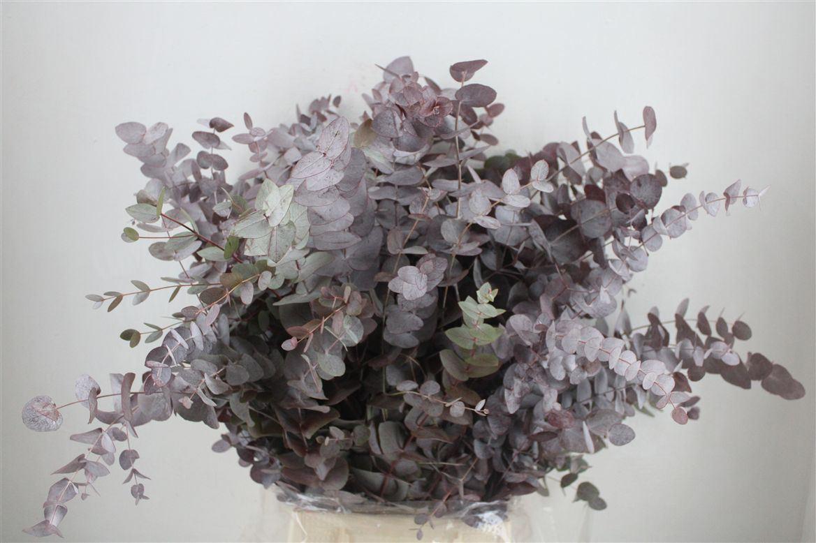 Euca Cinerea Red Abs P Bunch
