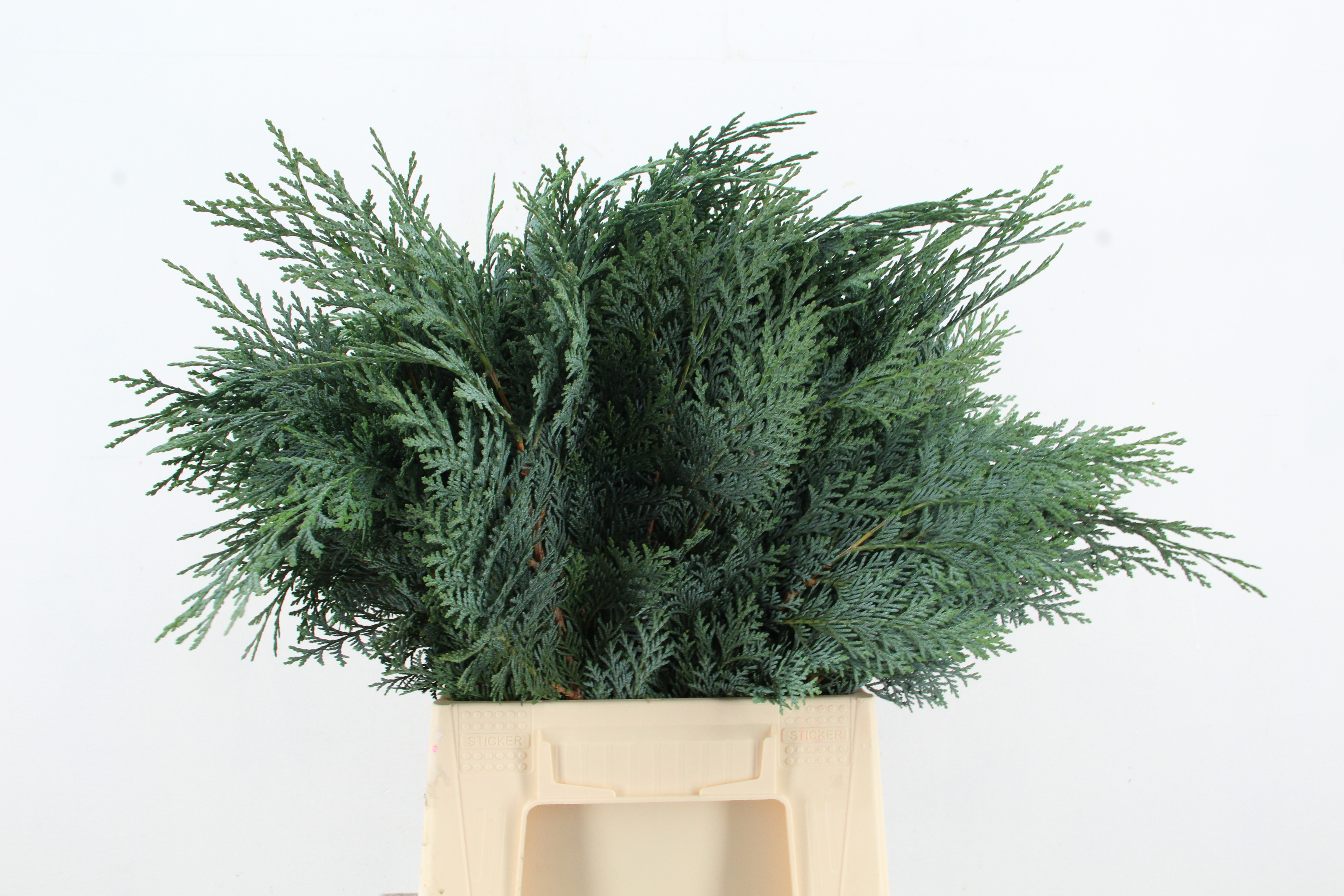 Coniferen Blue Per Bunch 45cm