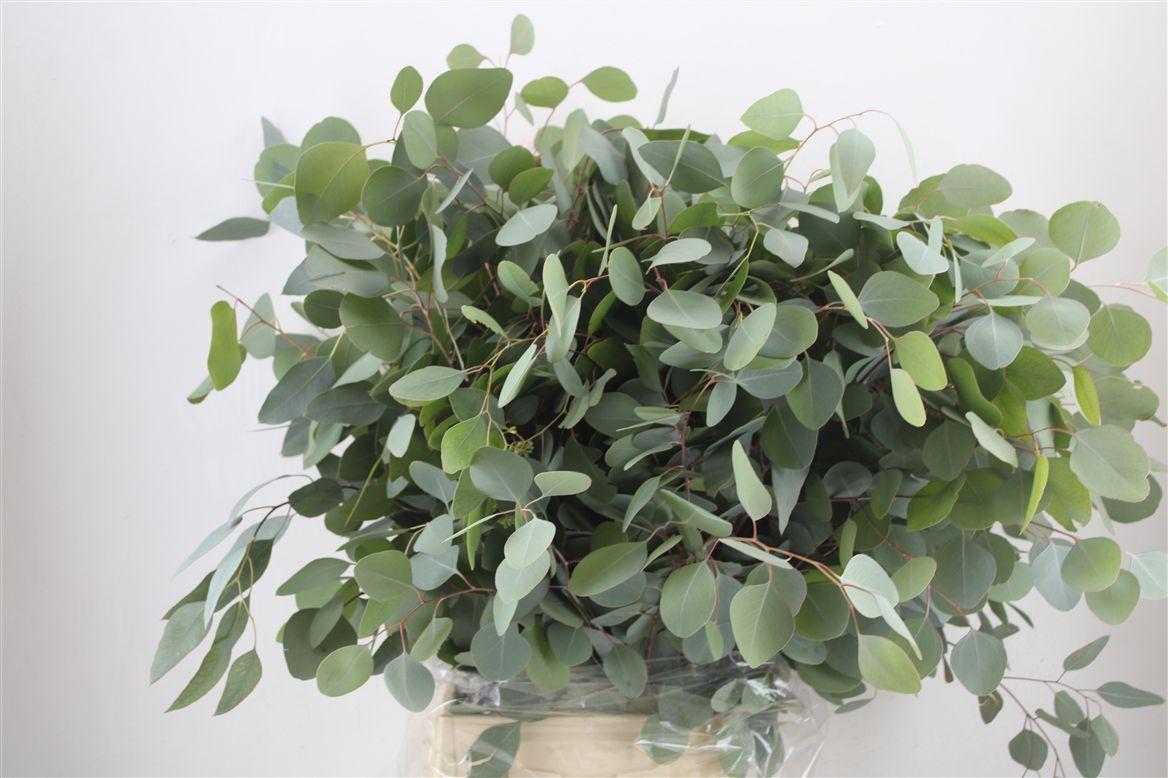 Euca Populus 300gr P Bunch