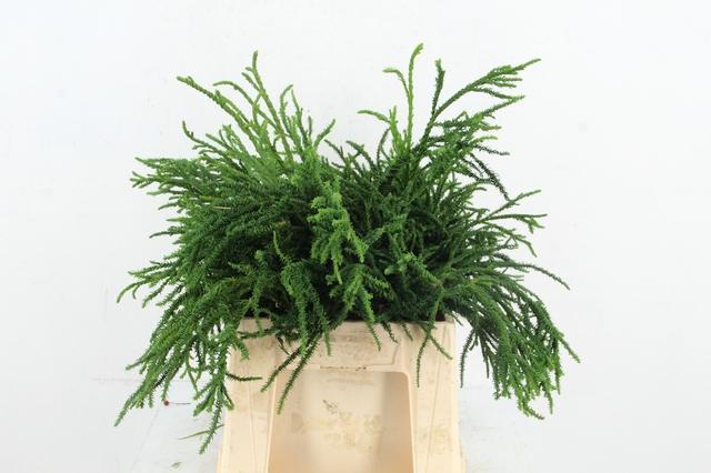 Coniferen Green 40cm