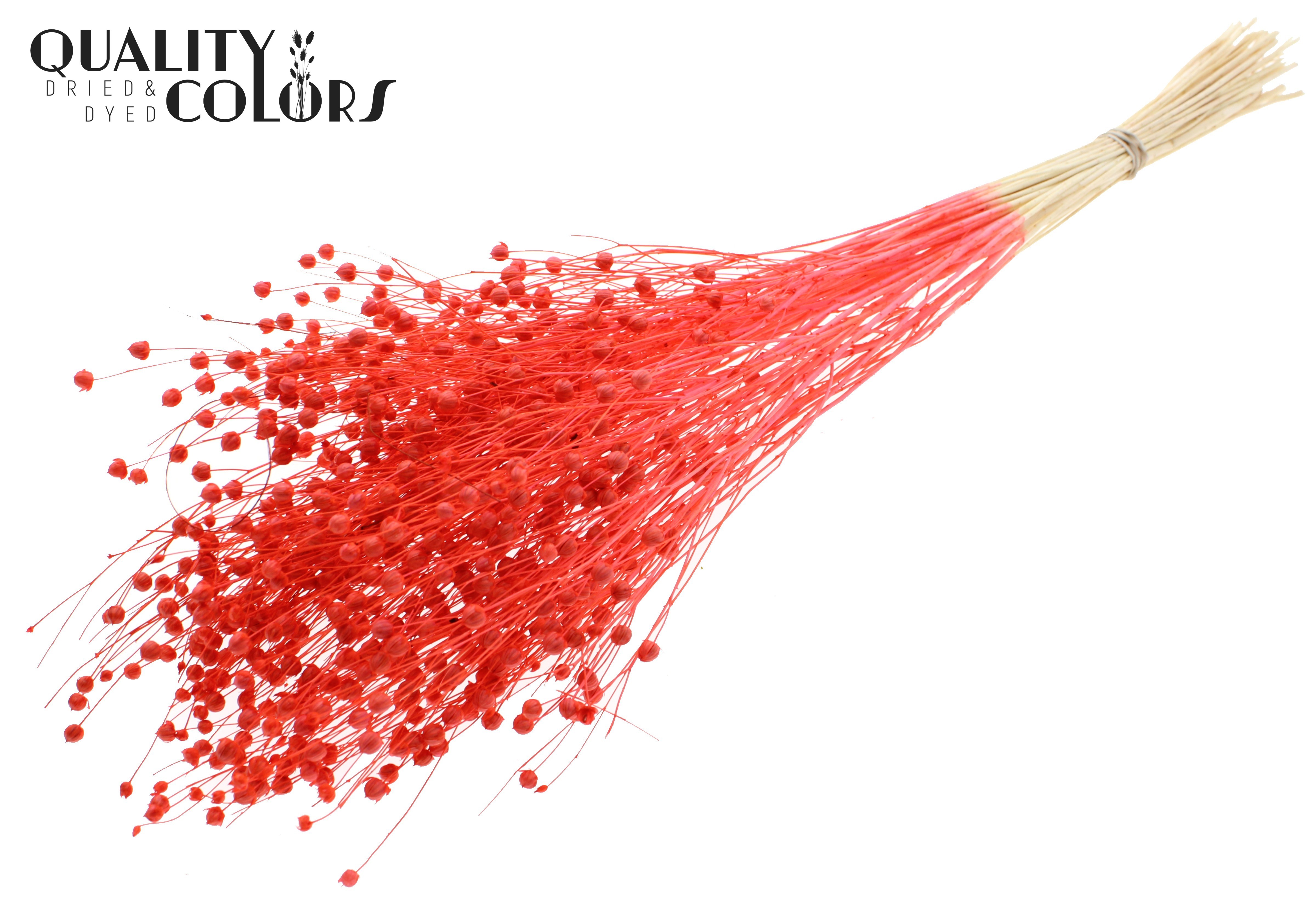 Lino Flax Intense Coral Per Bunch 70cm