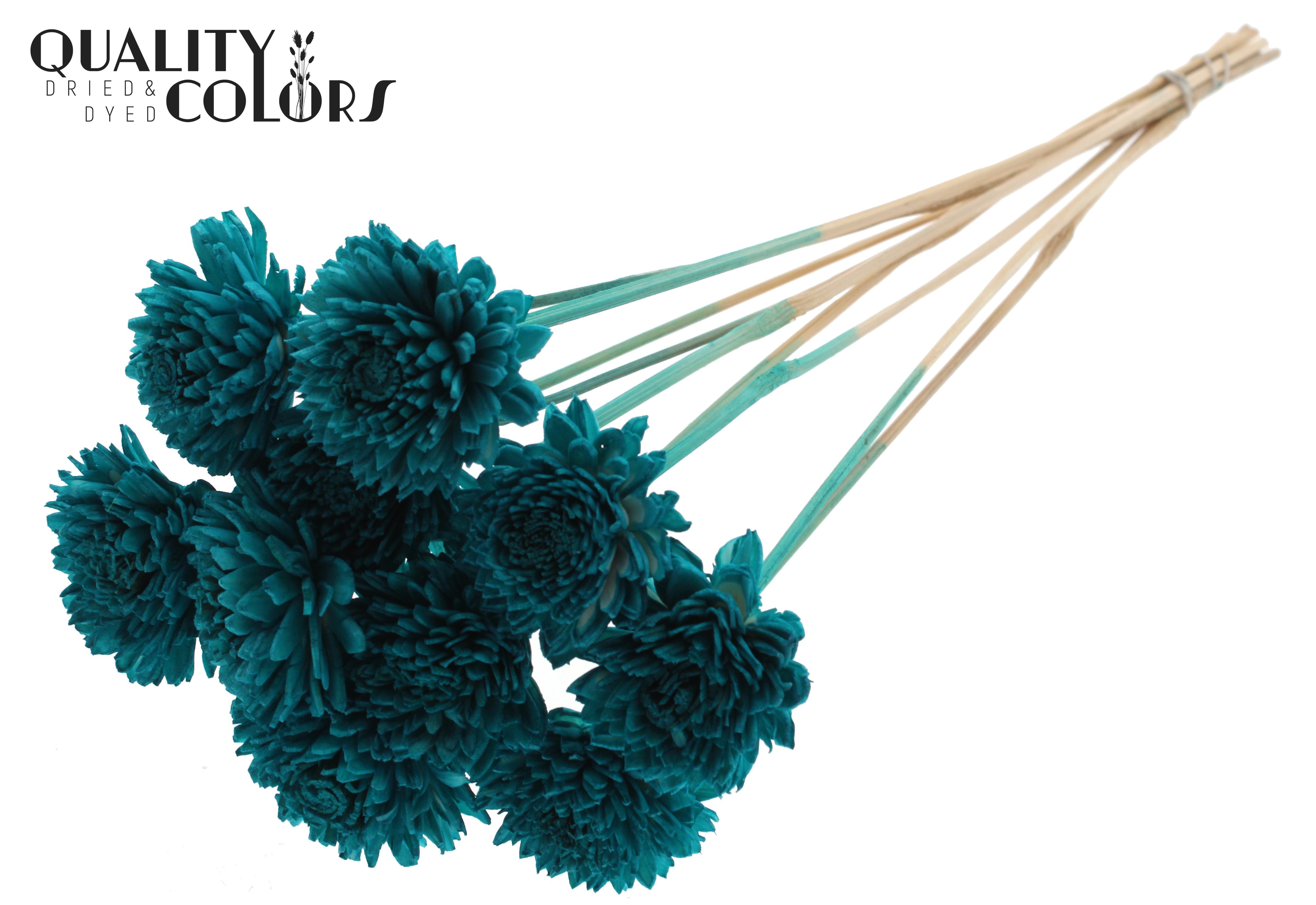 Shola Zinia Turquoise 50cm