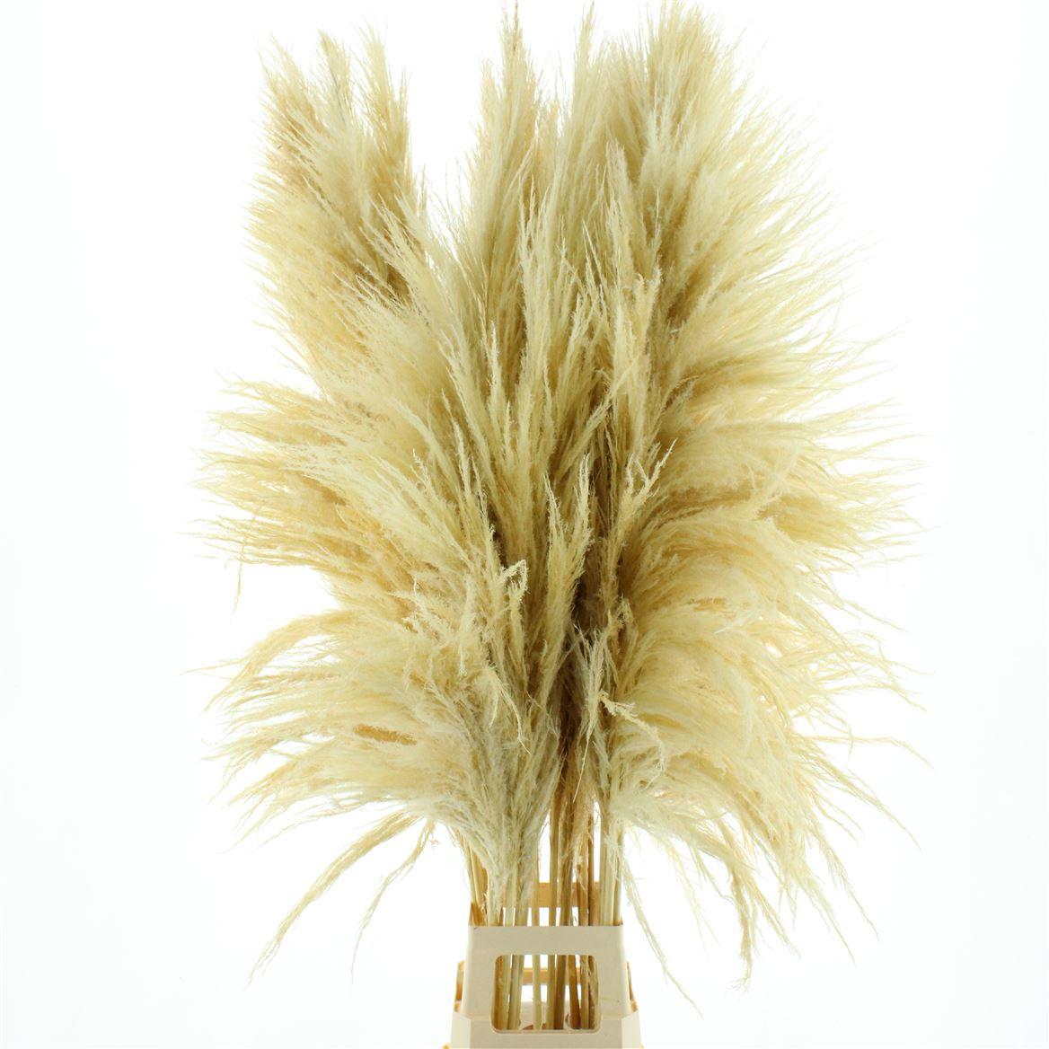 Corta Dried X X L Bleached White