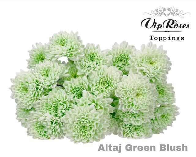 Chr T Altaj Green Blush 70 cm