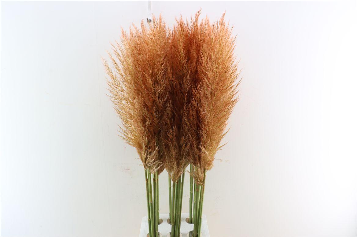 Cortaderia Opgetrokken Koper Bruin Stem