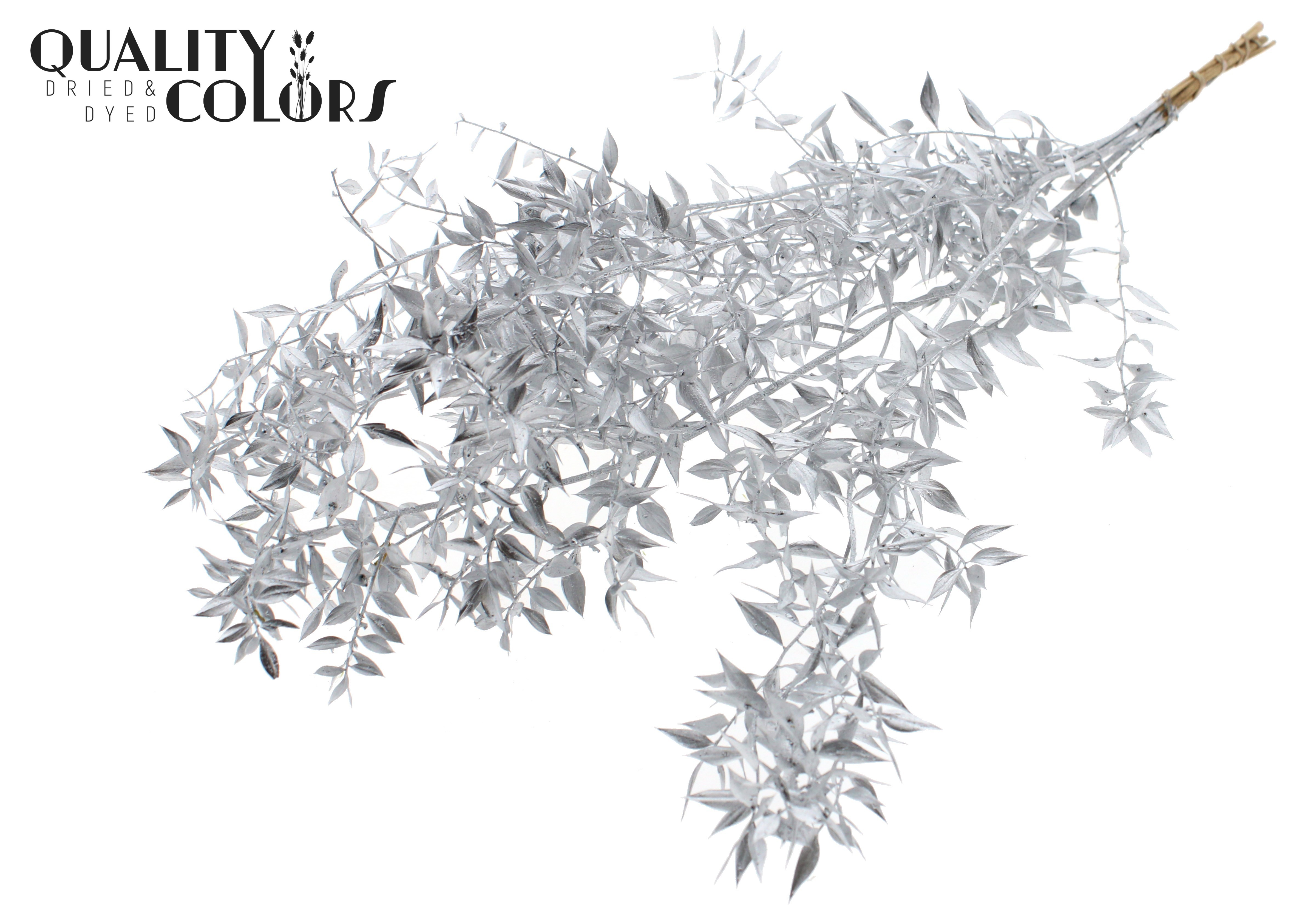 Ruscus Aculeatus Preserved Silver Per Bunch 70cm 1st