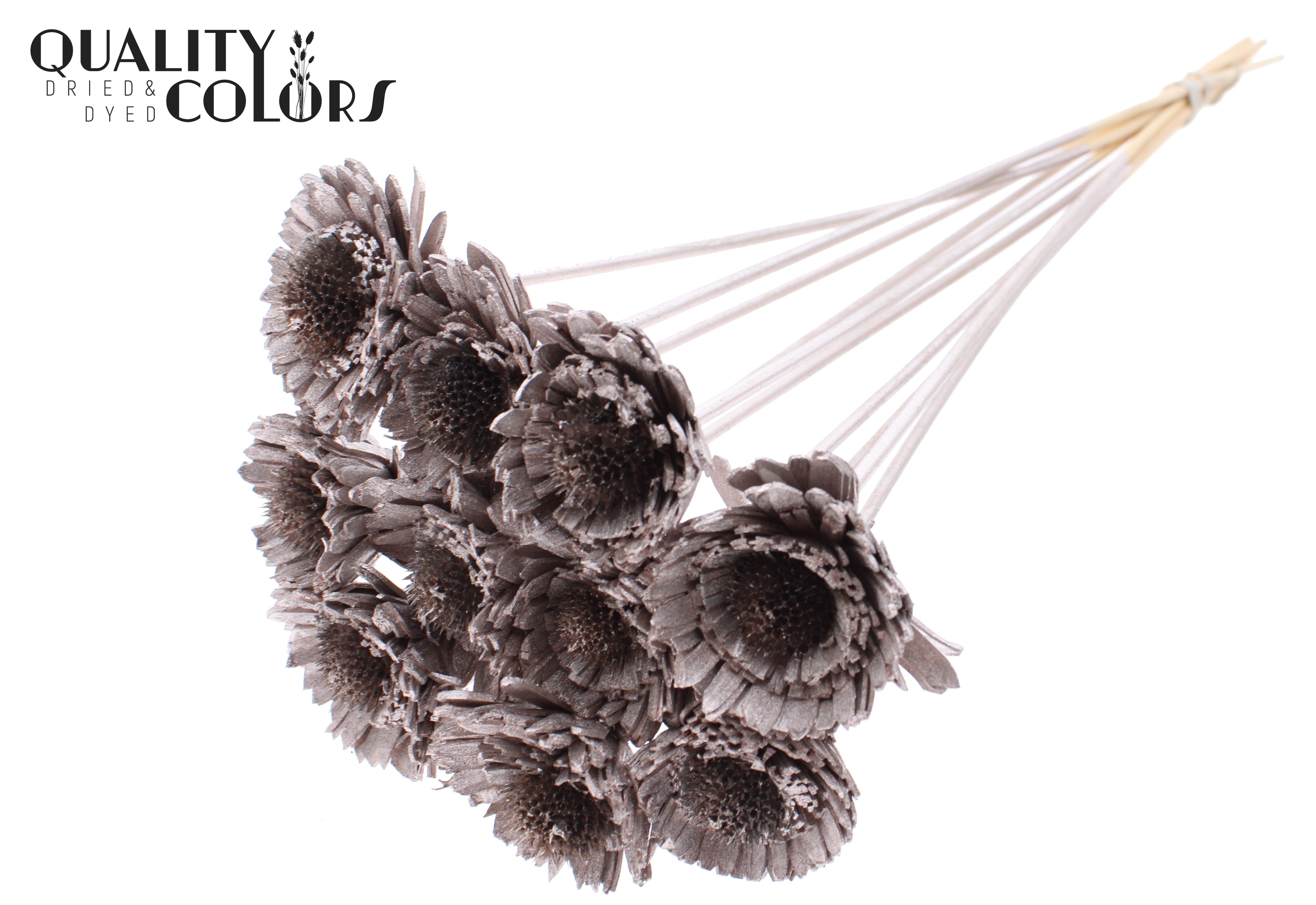 Shola Daisy Sunflower Champagne 50cm