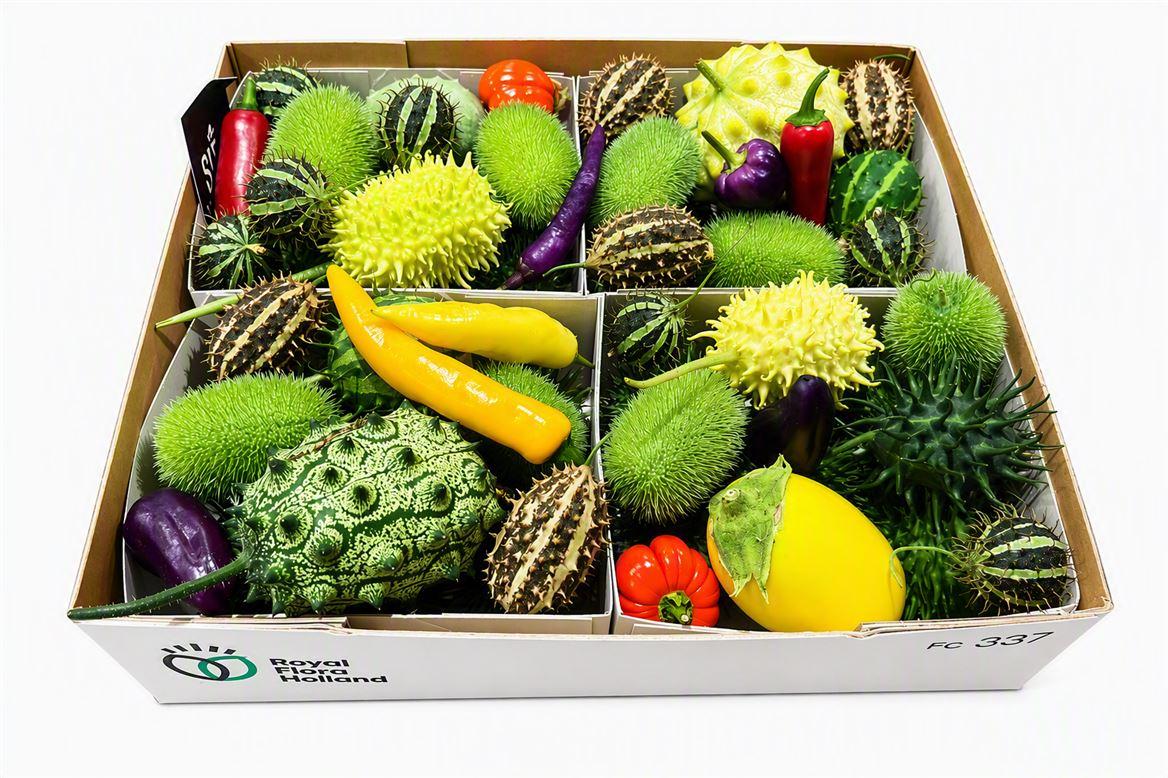 Sier Cucumis Mix Spec X4 Holl
