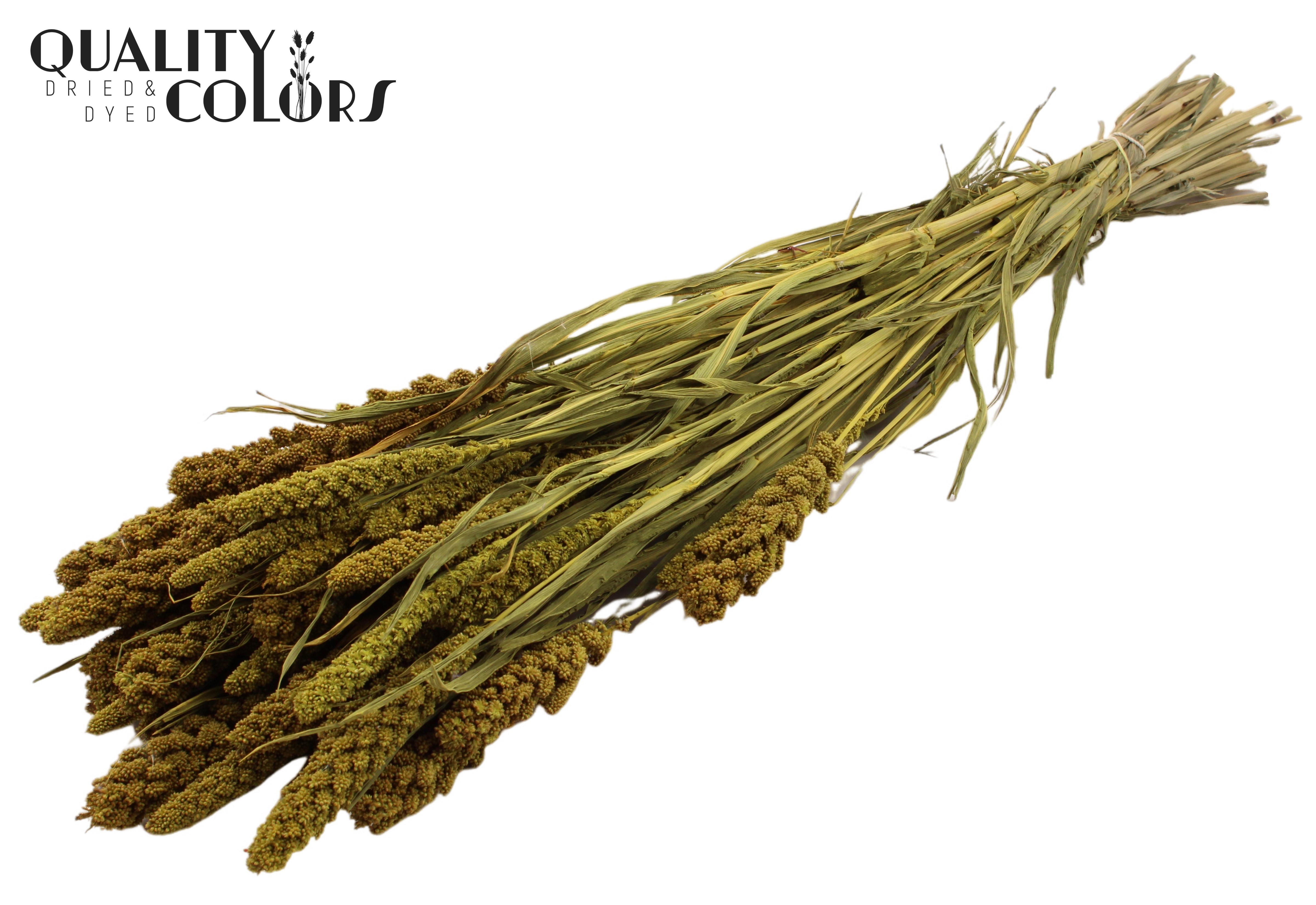Panicum Yellow Per Bunch 70cm