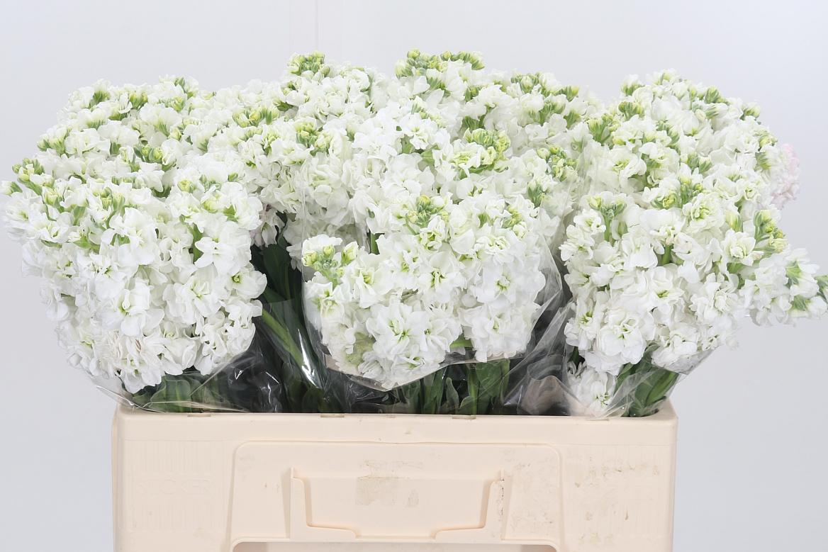 Matthiola Incana Wit
