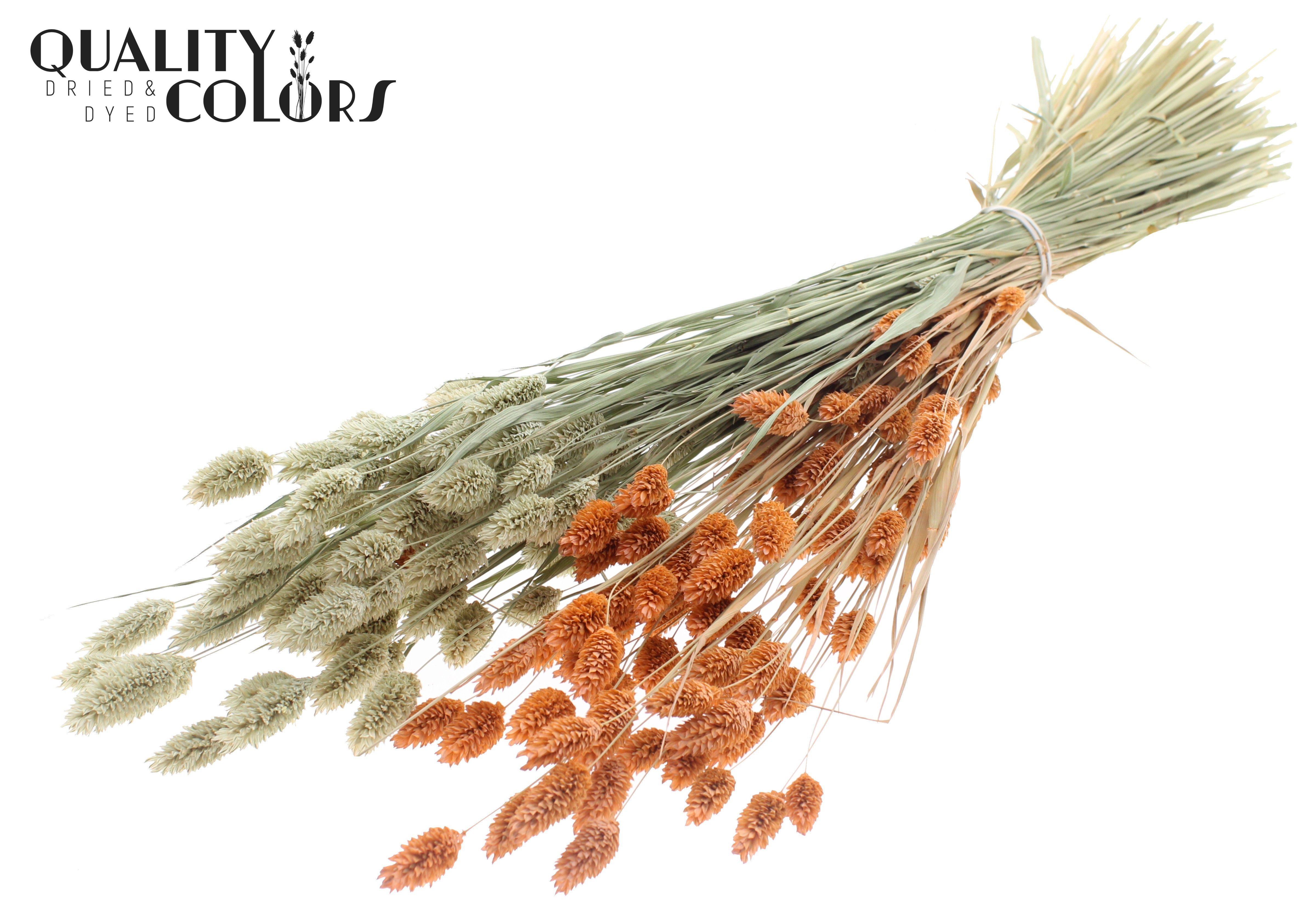 Phalaris Two Tone Frosted Salmon Per Bunch 60cm 220gr.