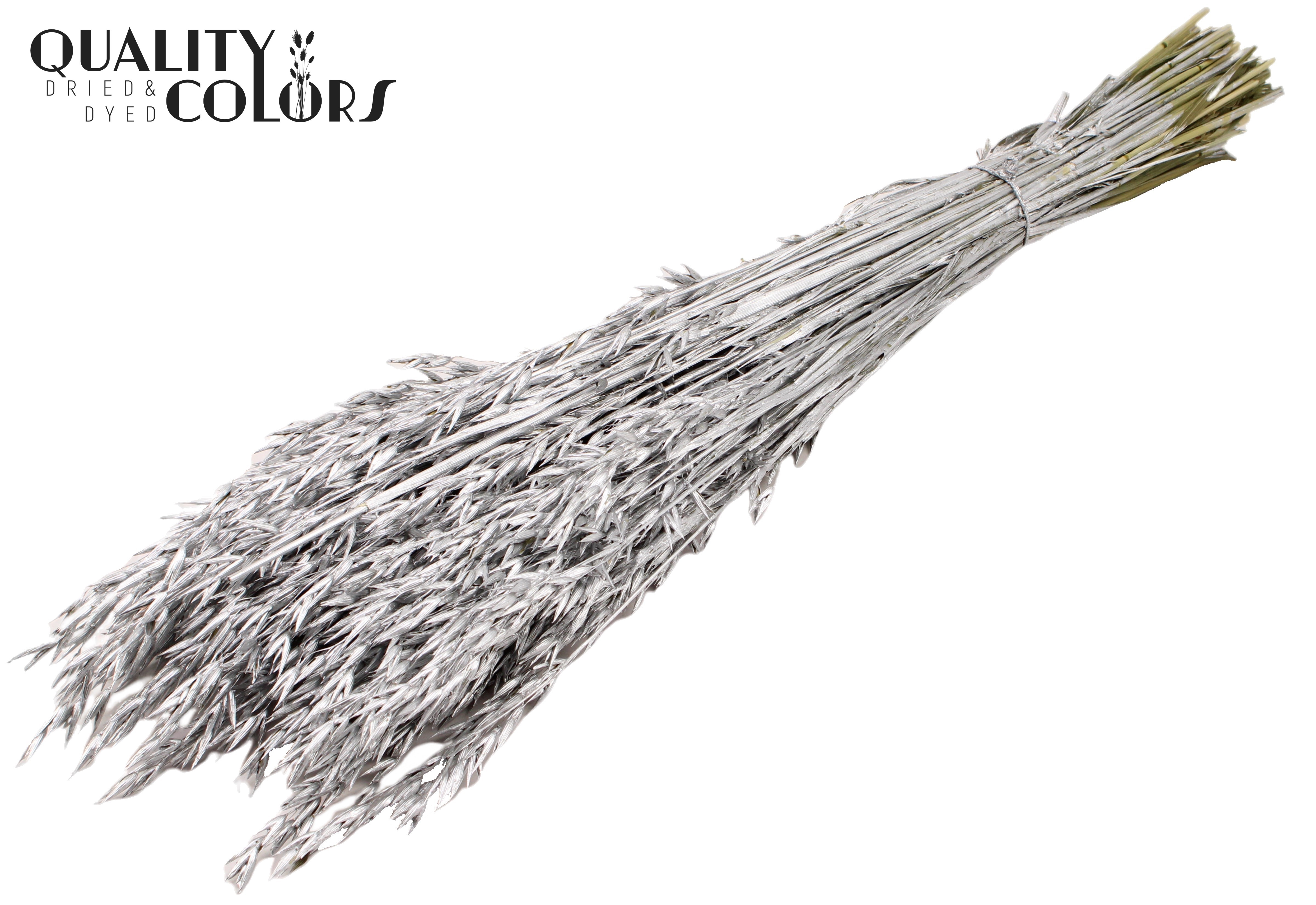 Avena Silver Per Bunch 60cm