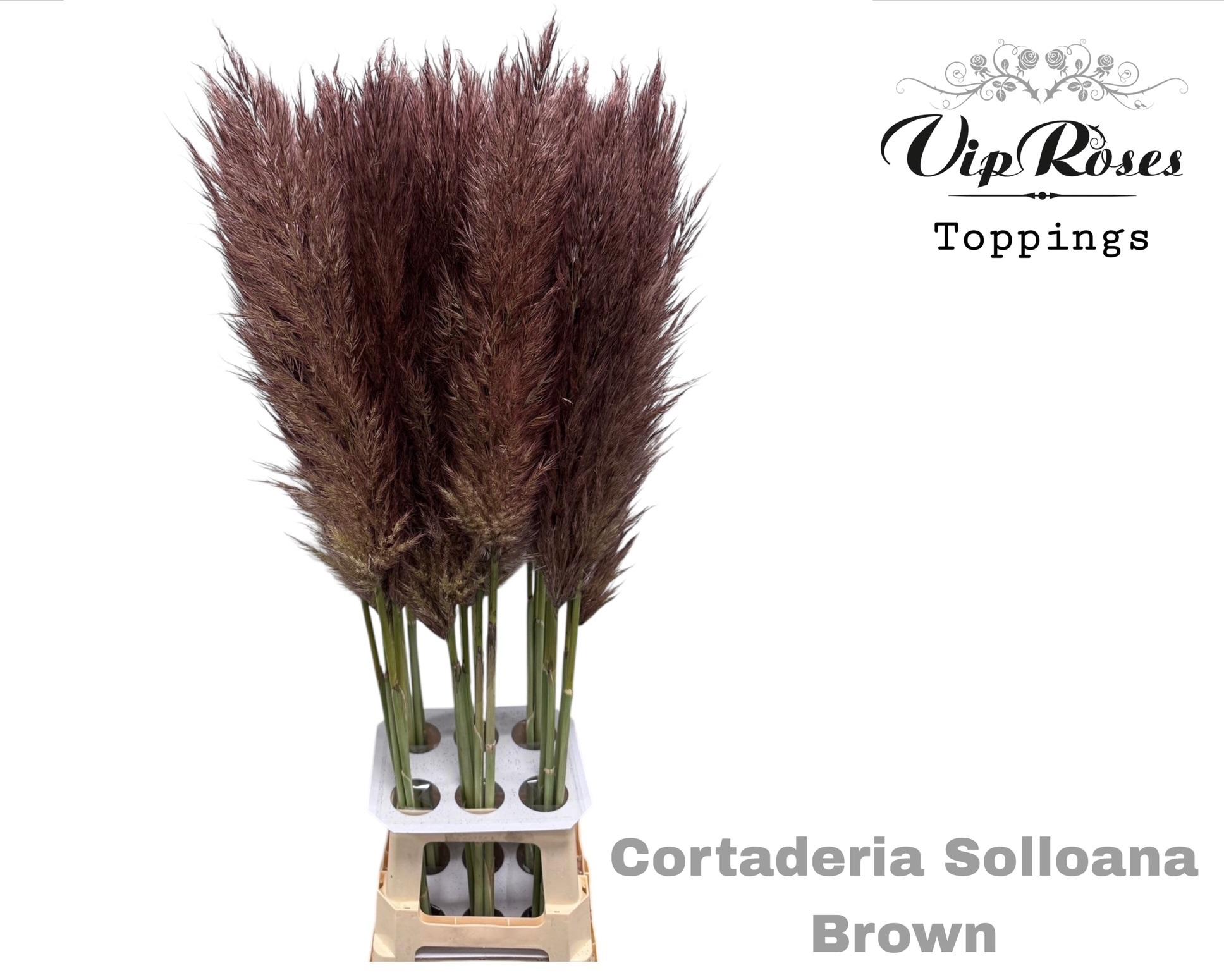 Cortaderia Selloana Dried 120cm