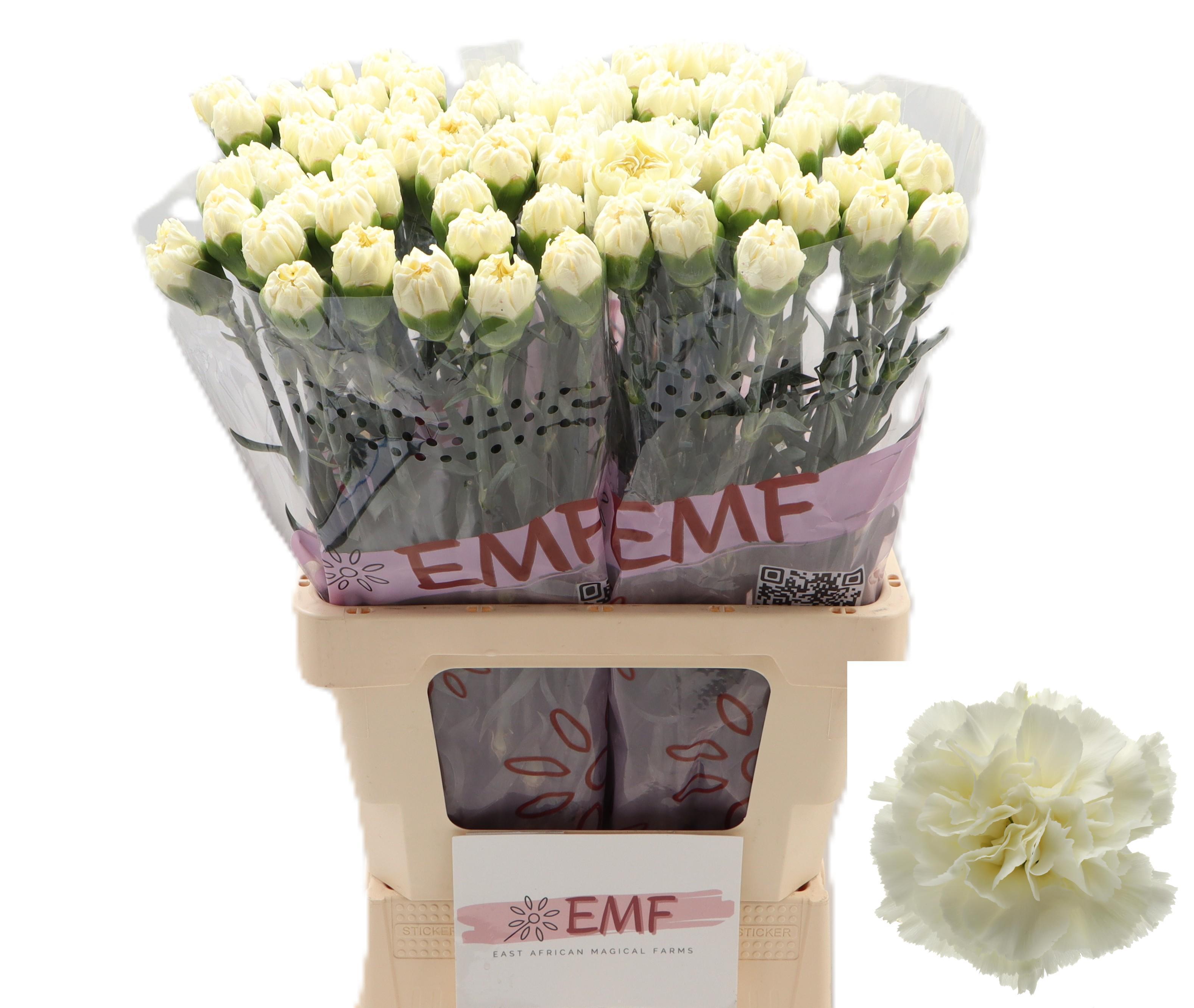 Dianthus St Diletta Crema 60cm