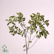 Pittosporum Tenuifoglia