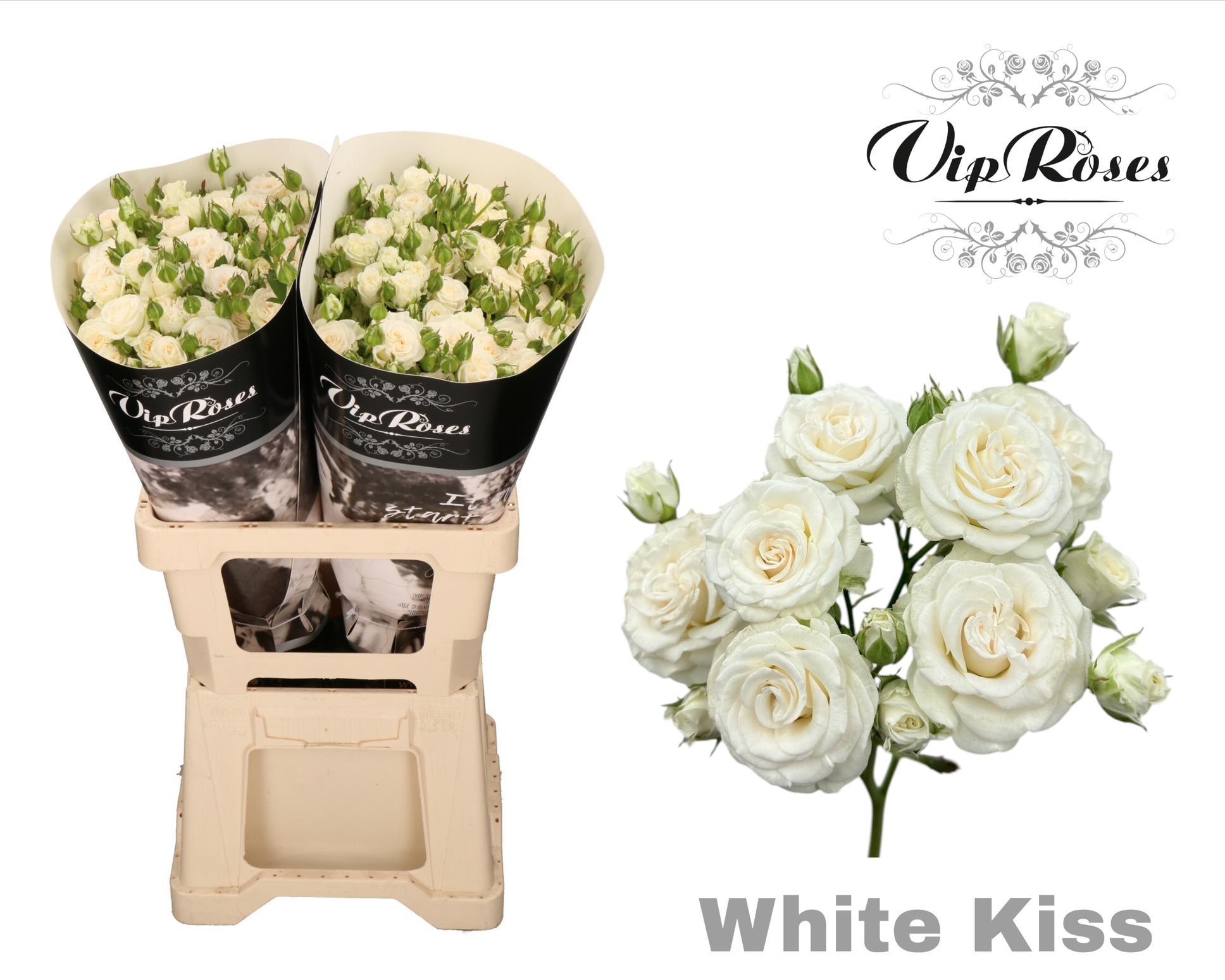 R Tr White Kiss+ 60 cm