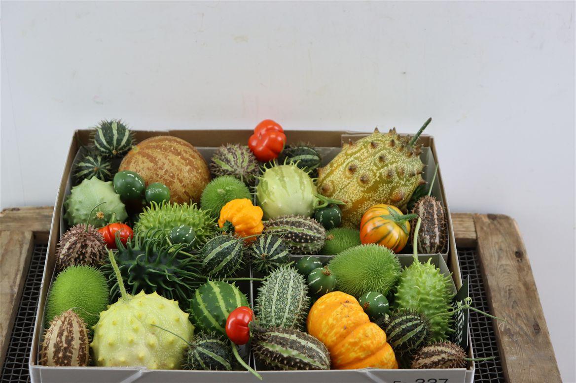 Sier Cucumis Mix Spec Orange X4 Holl