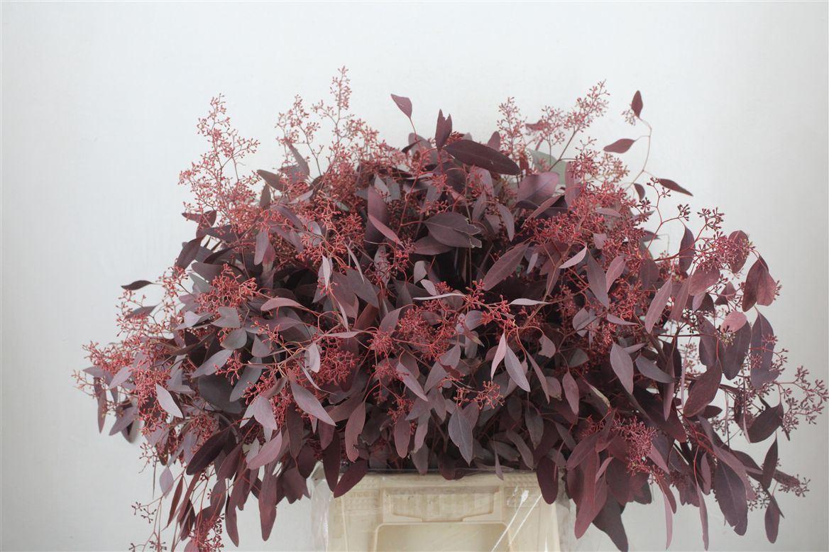 Euca Populus Berry 300gr Abs Red P Bunch