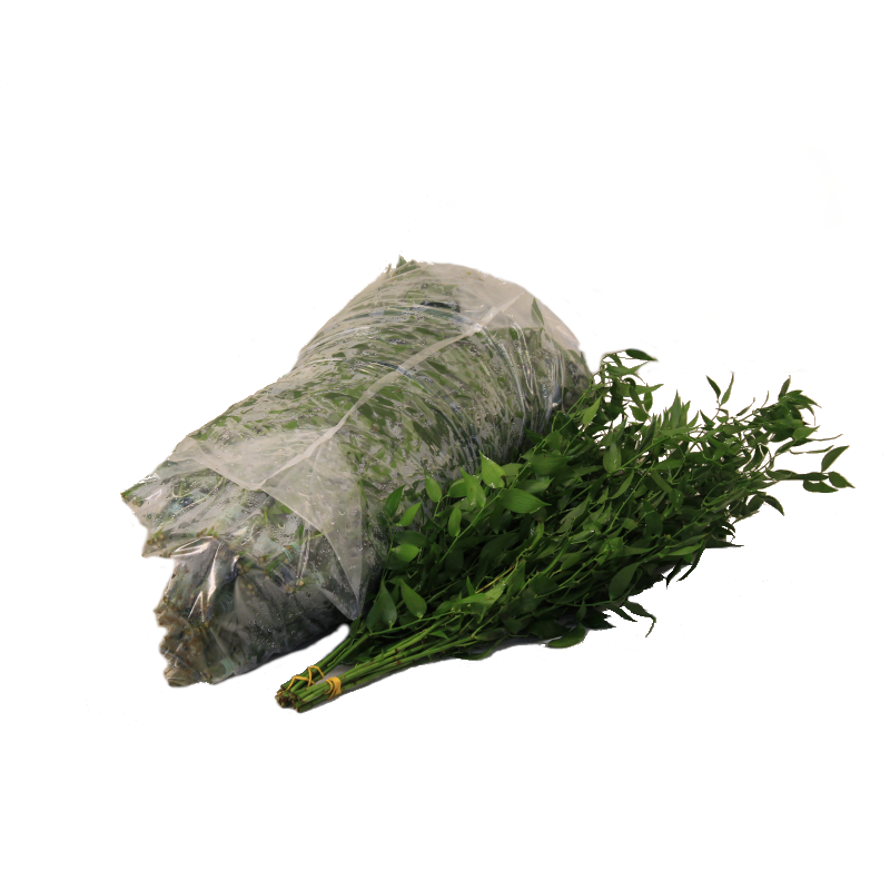 Ruscus Aculeatus Bunch