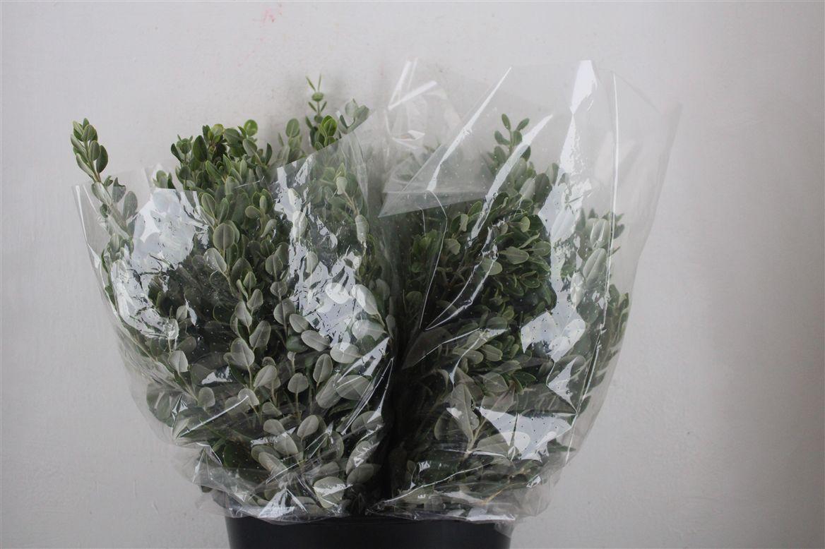 Pittosp Ralphi Leaves 200gr P Bunch