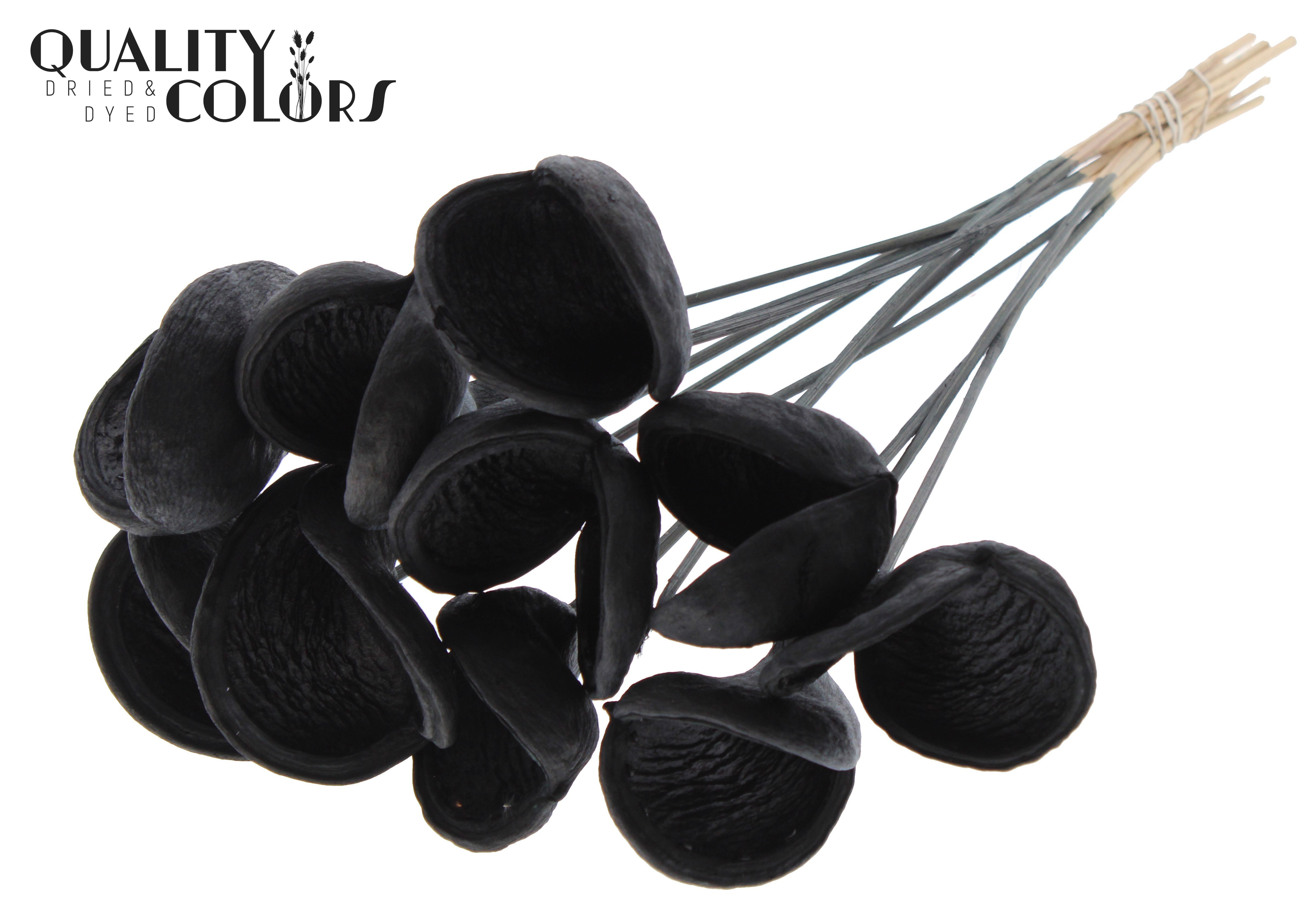 Badam Black 50cm
