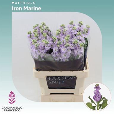 Matthiola Iron Marine 70cm
