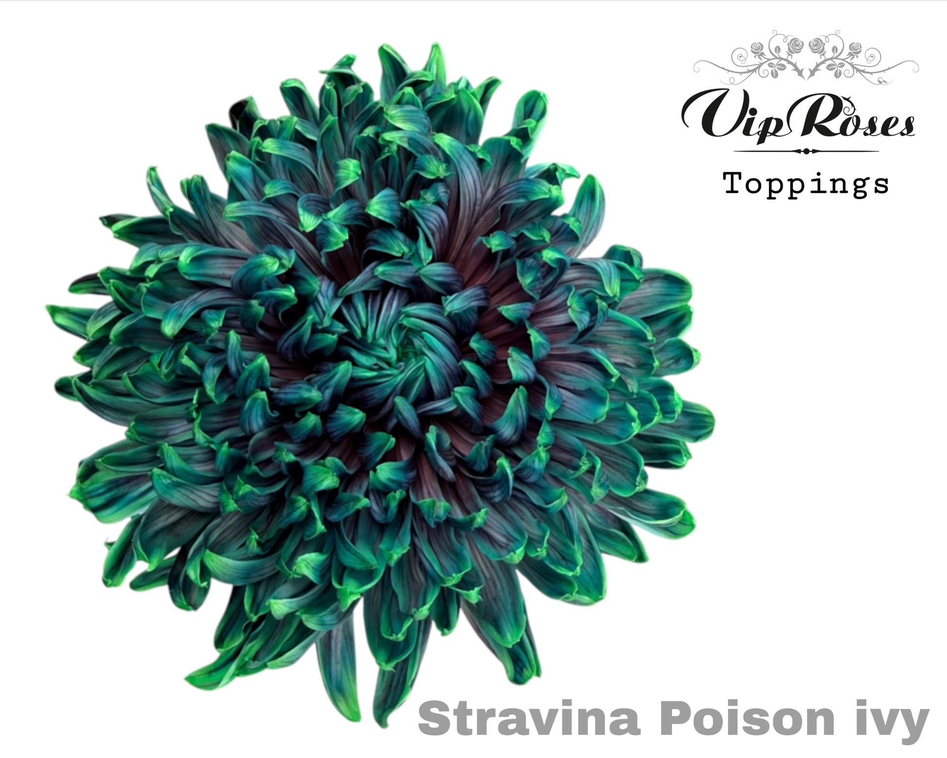 Chr G Stravina Poison Ivy 65 cm