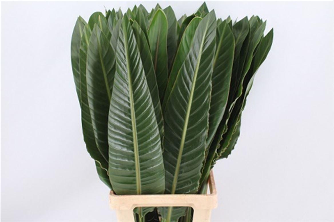 Strelitzia Blad 80cm