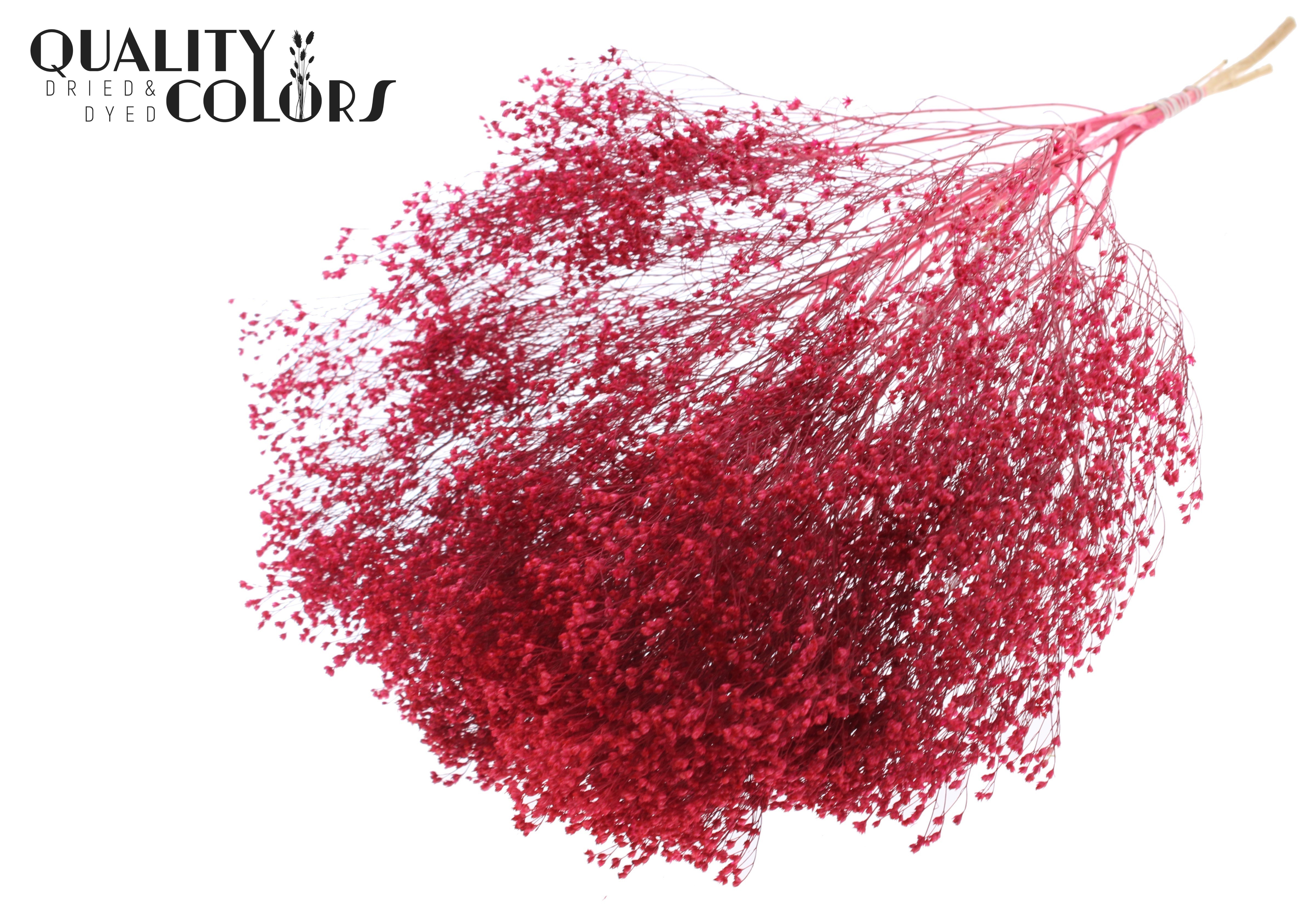 Broom Bloom Cerise Per Bunch 50cm