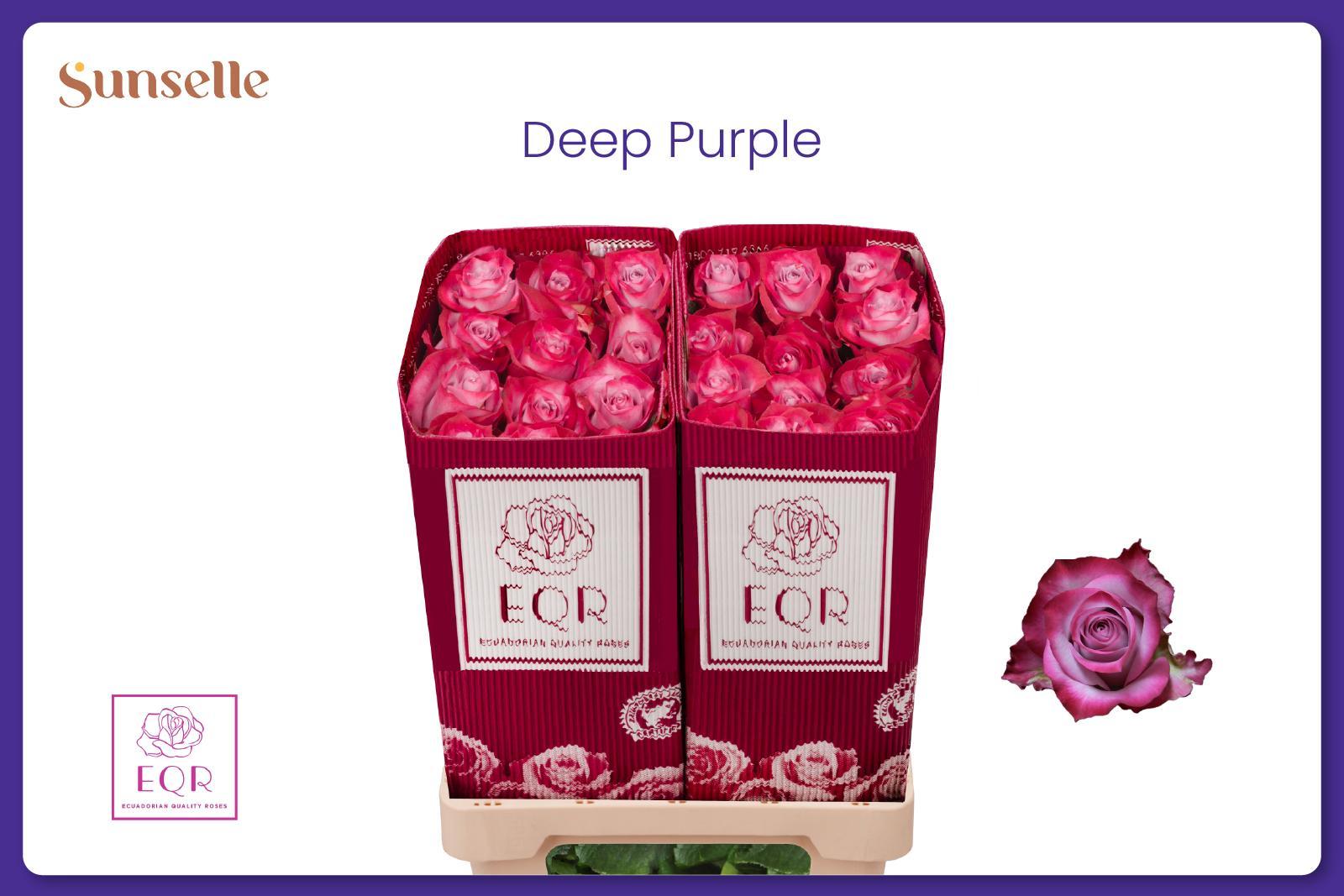 Rosa Deep Purple 50cm
