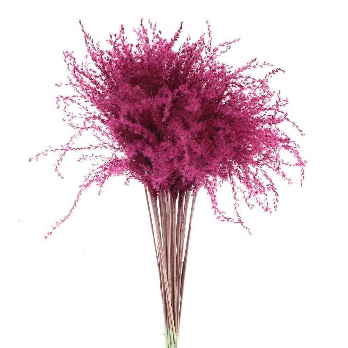 Dried Stipa Feather Bordeaux