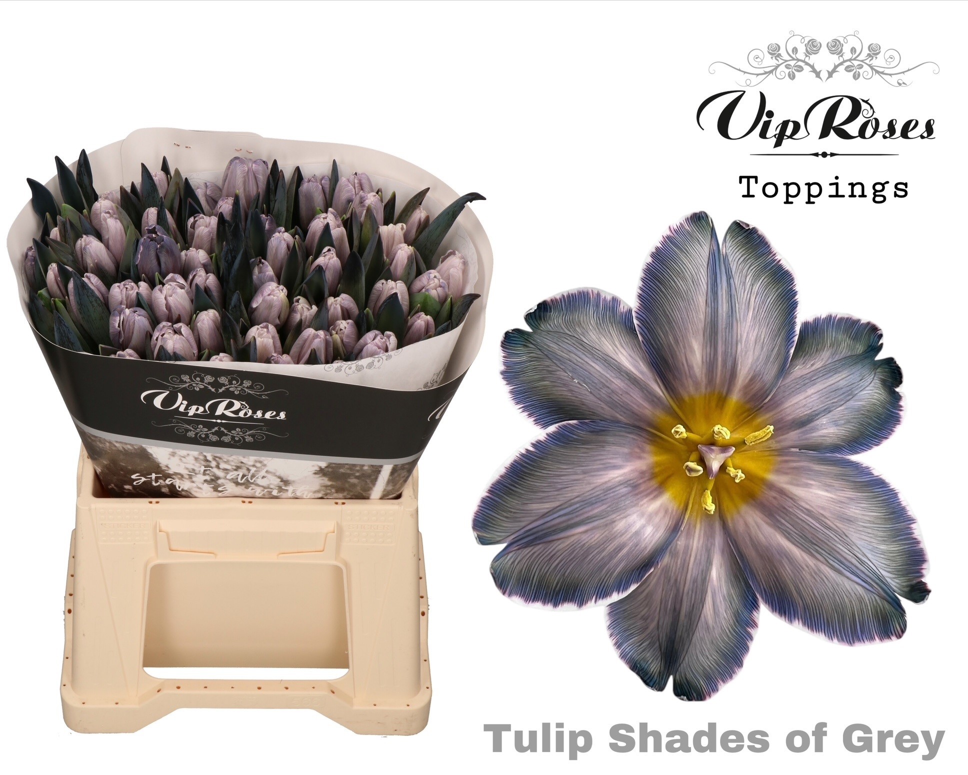 Tulipa Vip Shades Of Grey 40cm 38gram