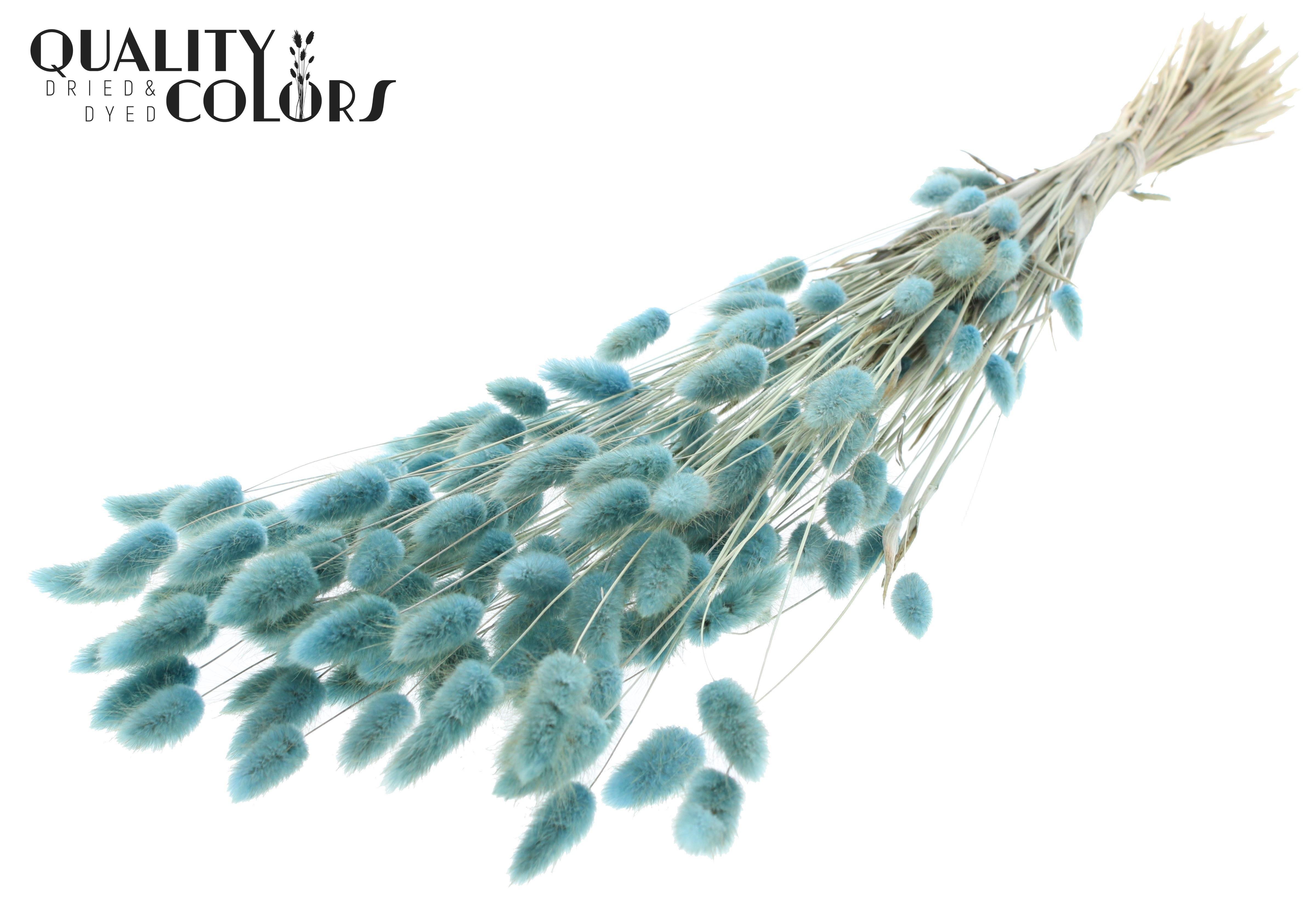 Lagurus Light Blue Per Bunch 70cm