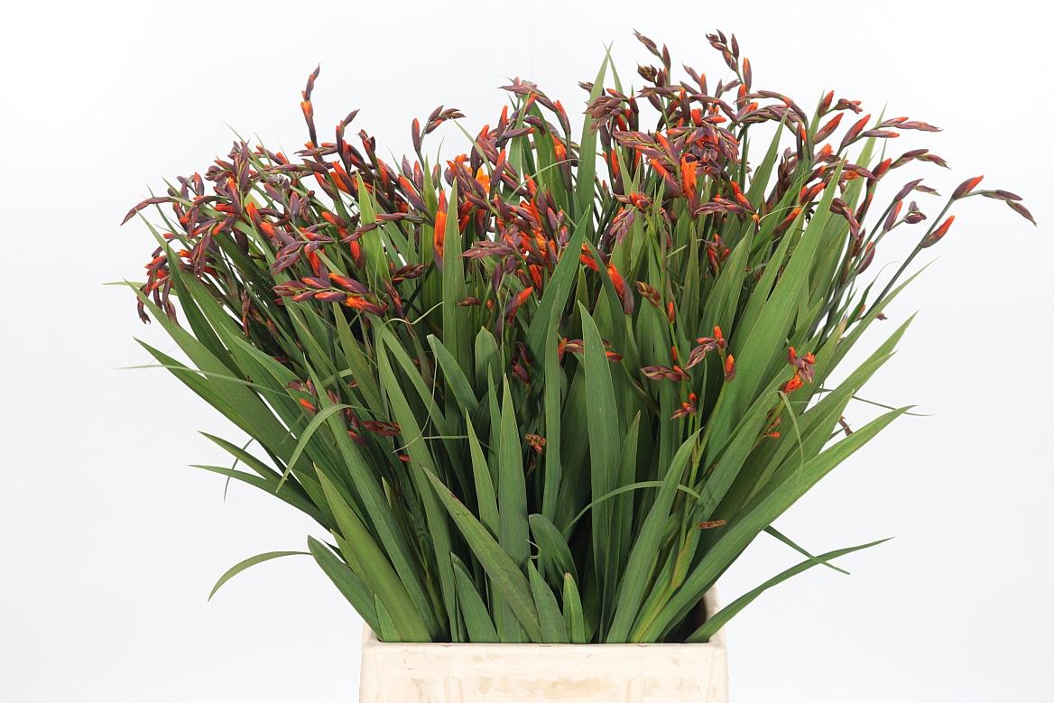 Crocosmia Mckenzie