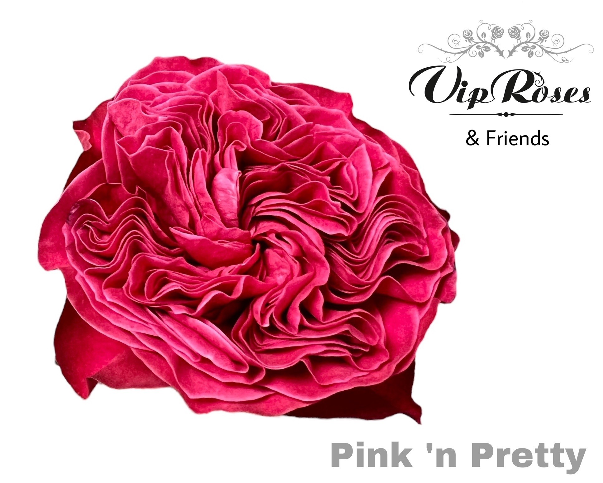R Gr Pink N Pretty 60 cm