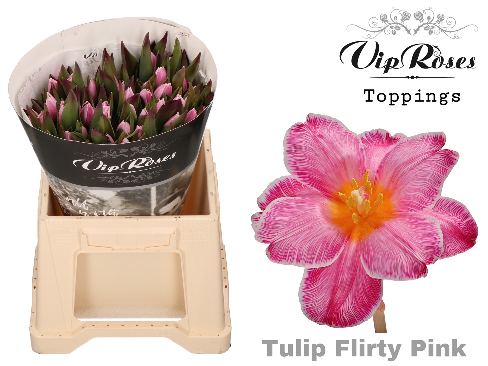 Tulipa Vip Flirty Pink 40cm 38gram