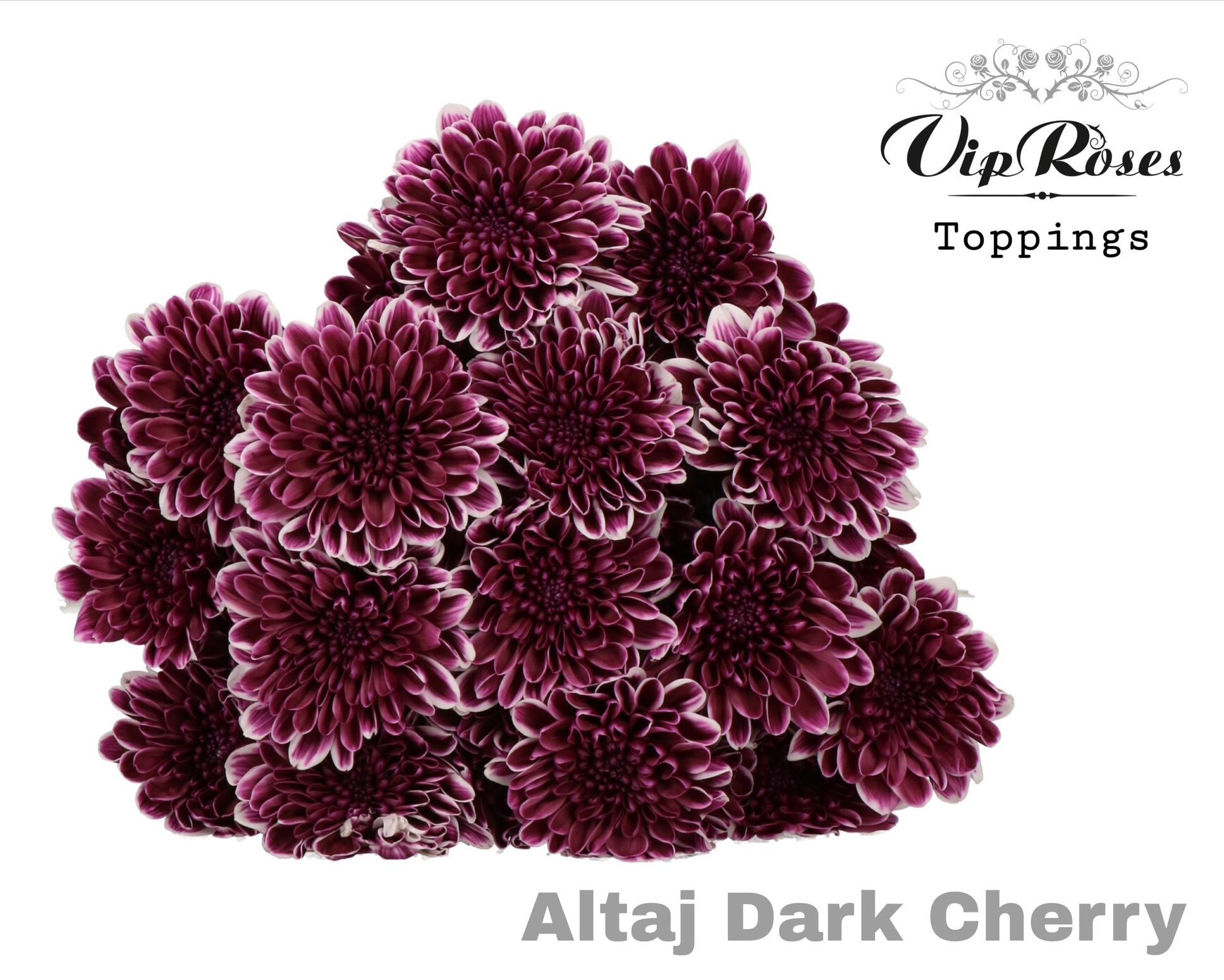 Chr T Altaj Dark Cherry 65 cm