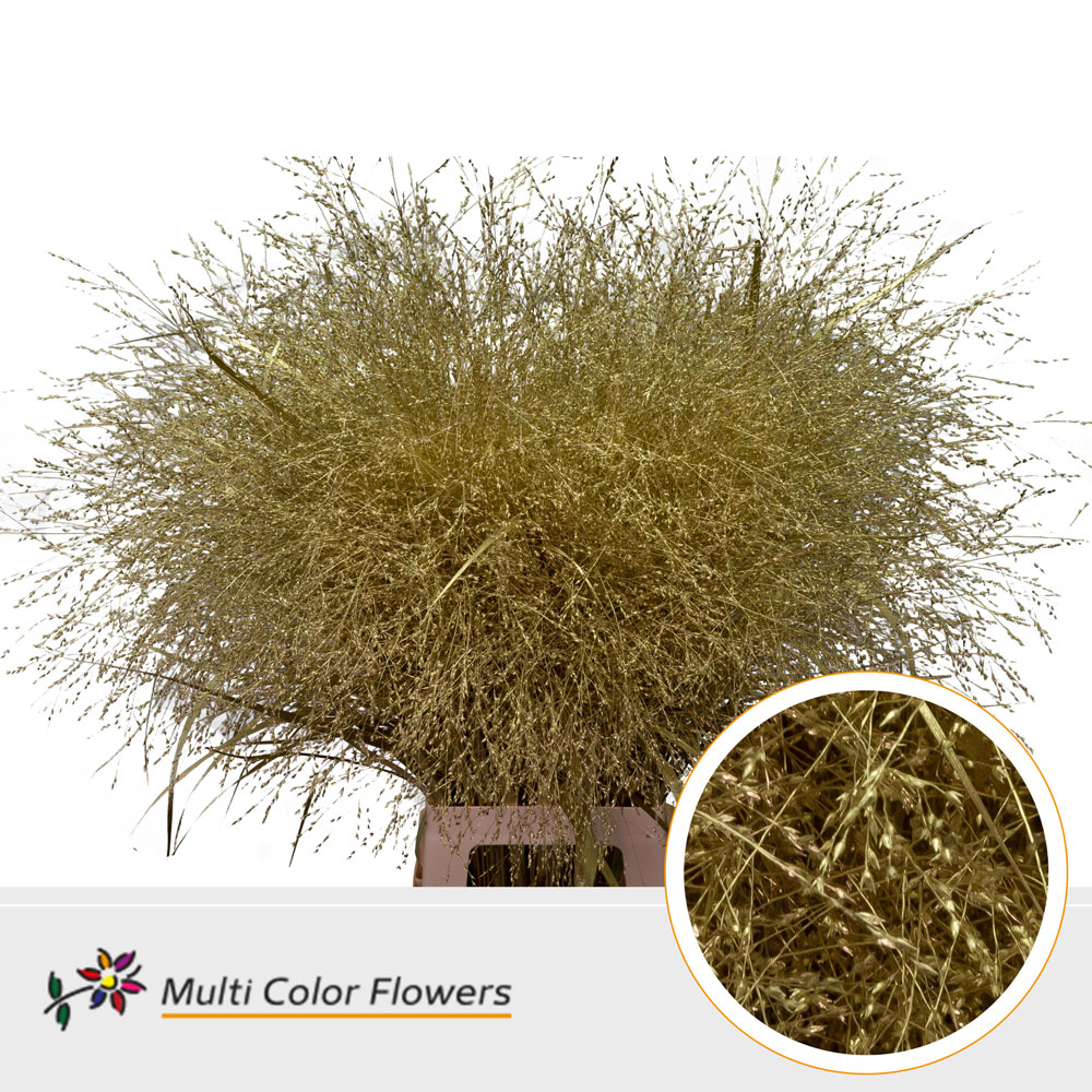 Panicum Painted Fountain Gold 90cm