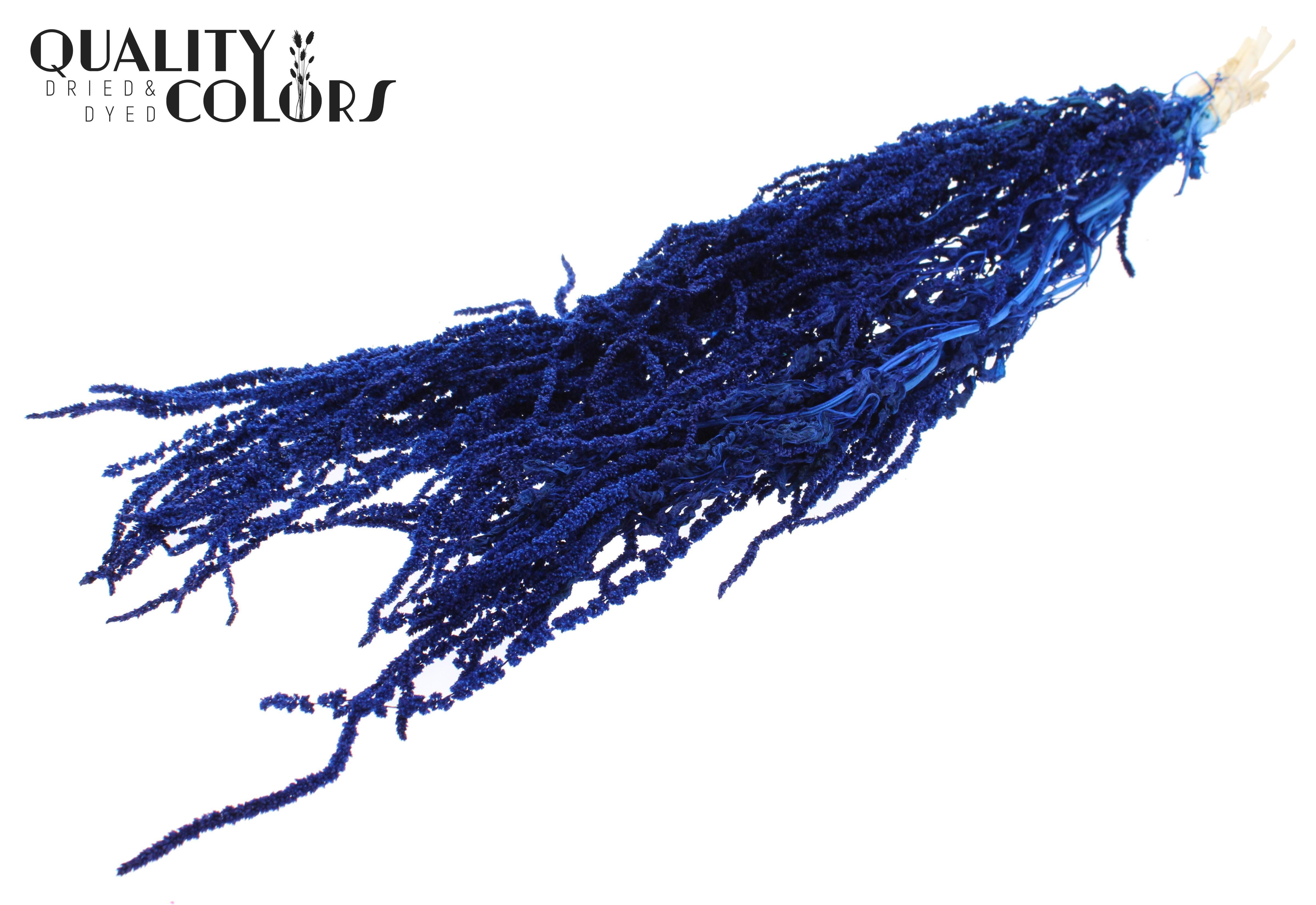 Amaranthus Caudatus Intense Blue Per Bunch 80cm