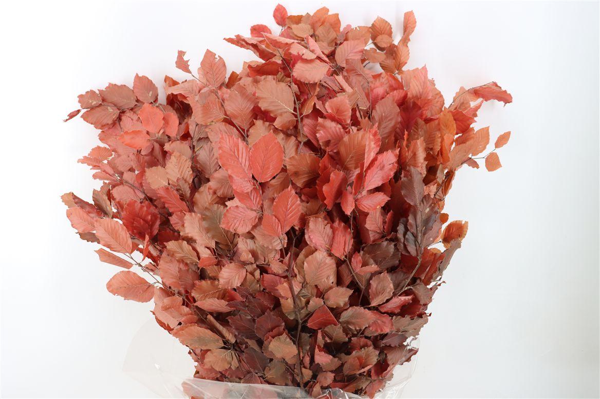Pres Beuk Lilac P Bunch