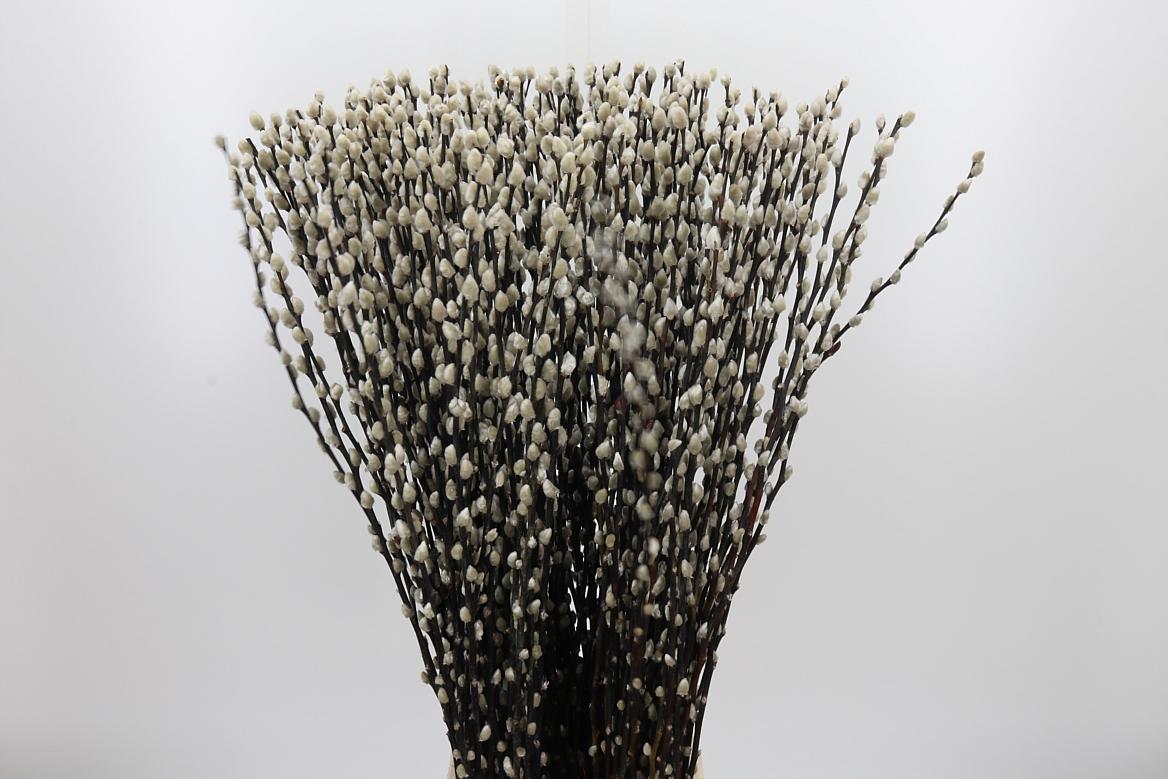 Salix Ca Snow Flake