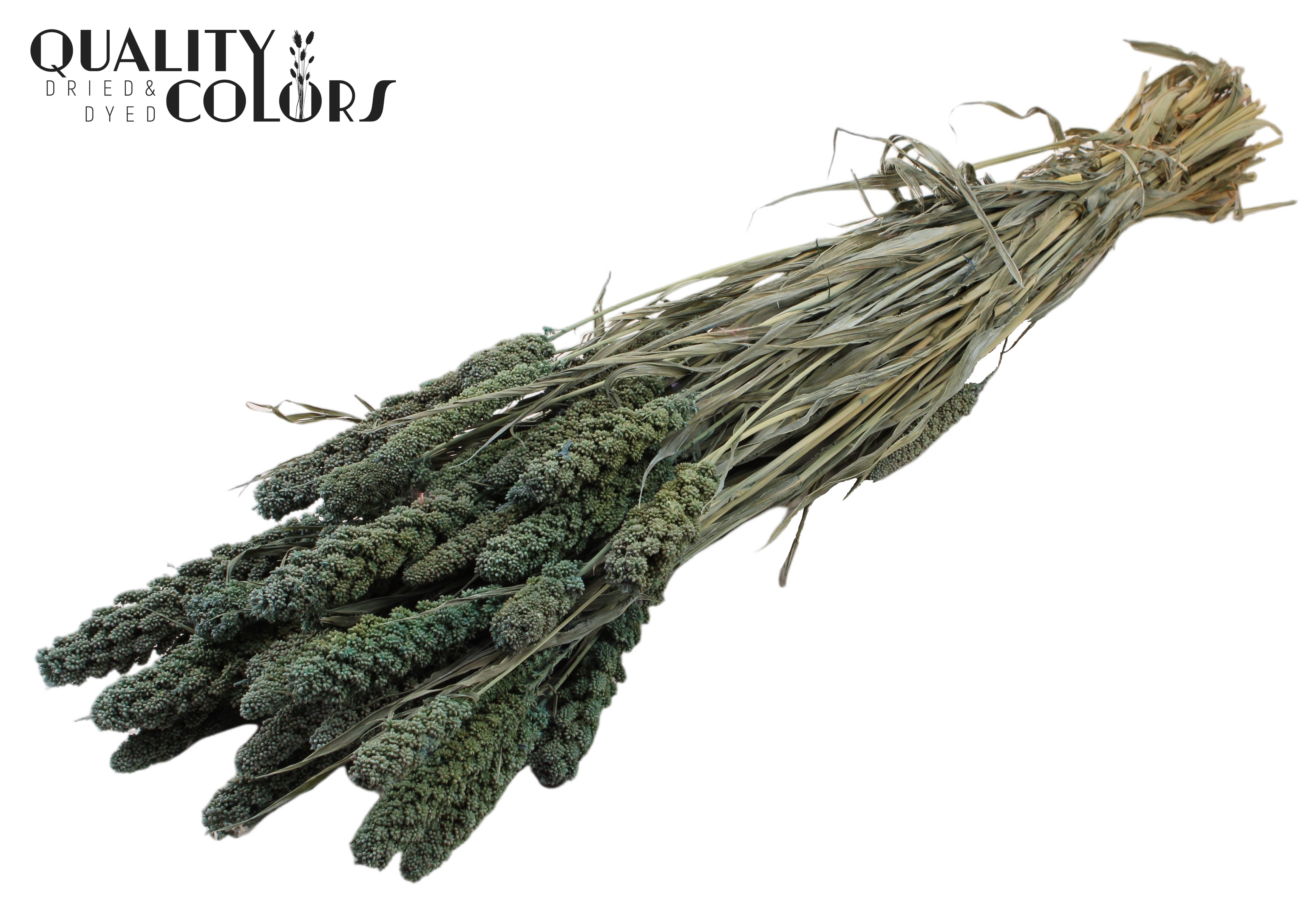 Panicum Frosted Blue Per Bunch 70cm
