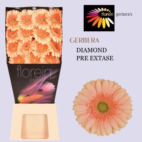 Ge Gr Pre - Extase Diamond 45