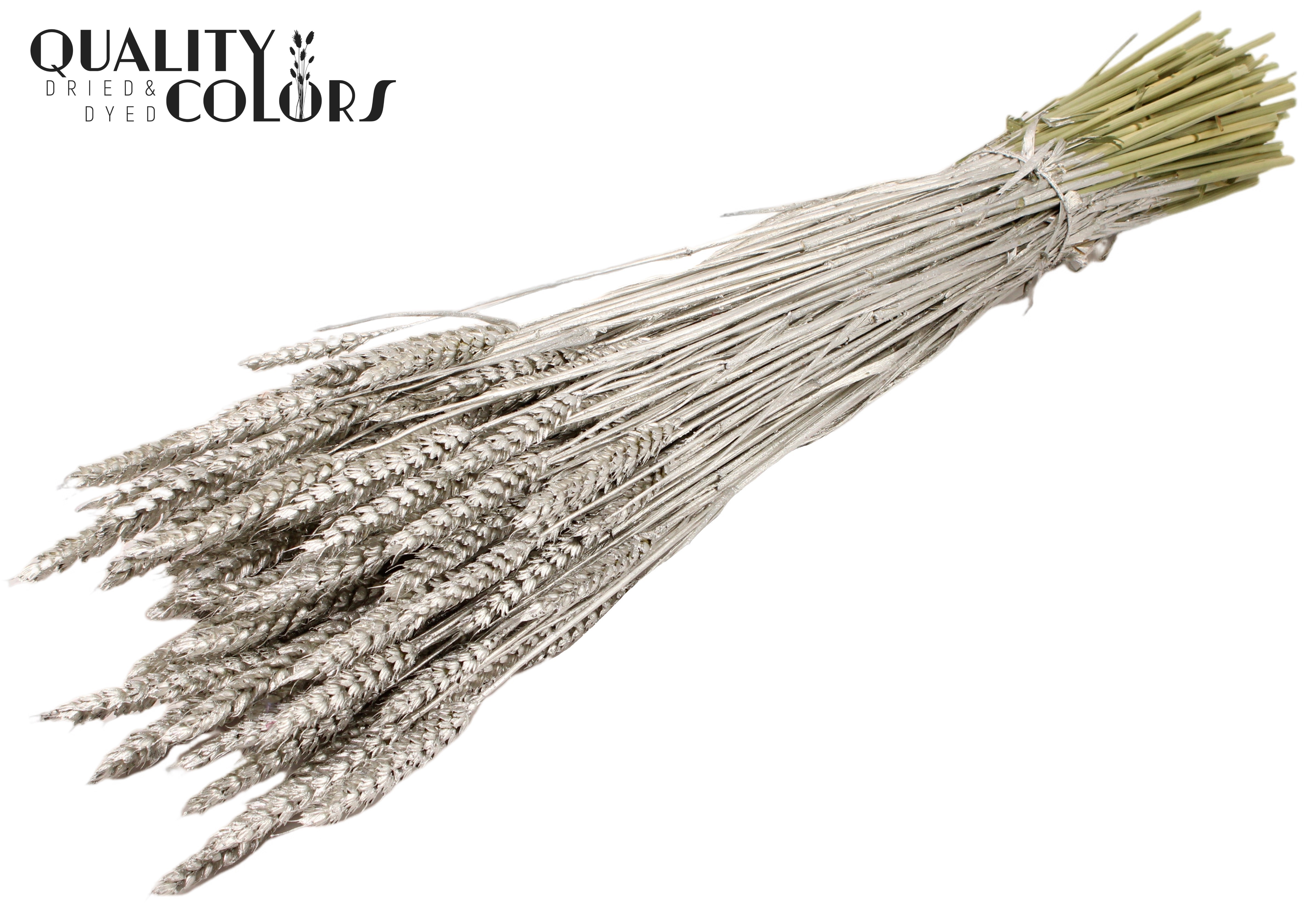 Triticum Platinum Per Bunch 60cm
